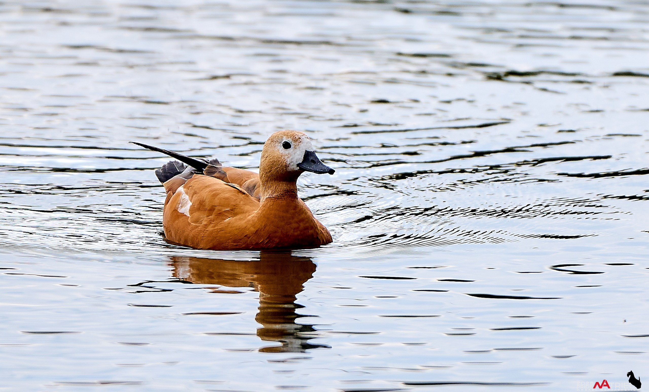Утки на пруду
