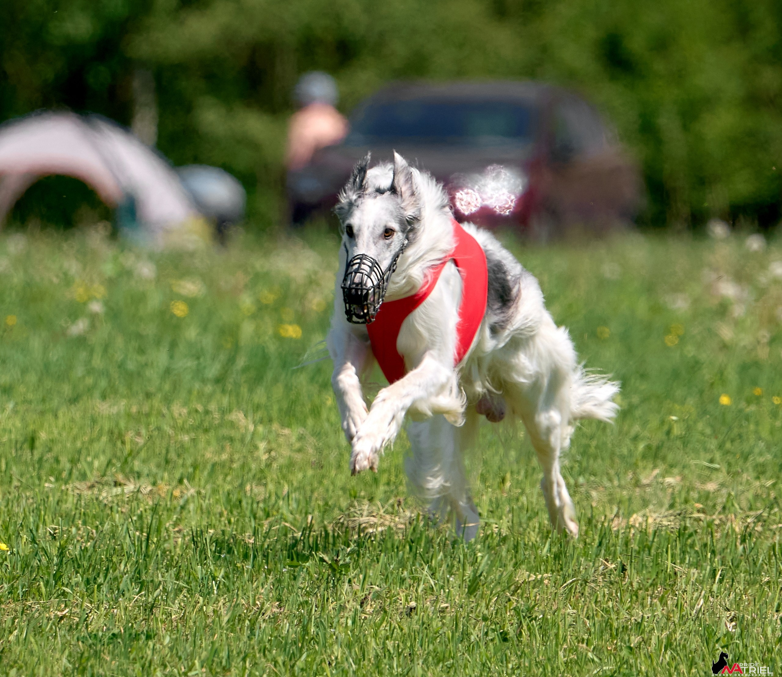 Съемка курсинг — галерея NATRIEL