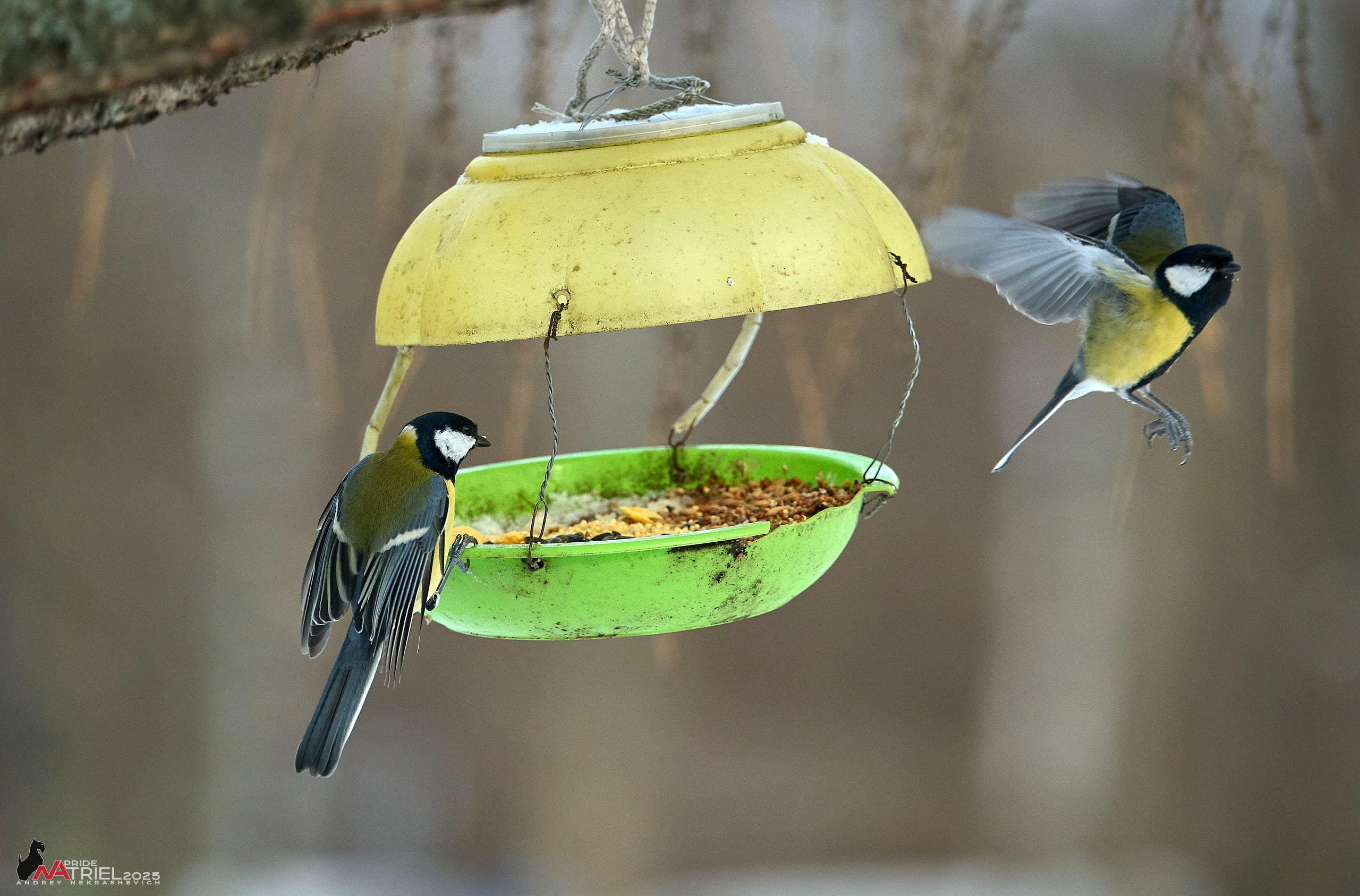 Фотопрогулка с птицами