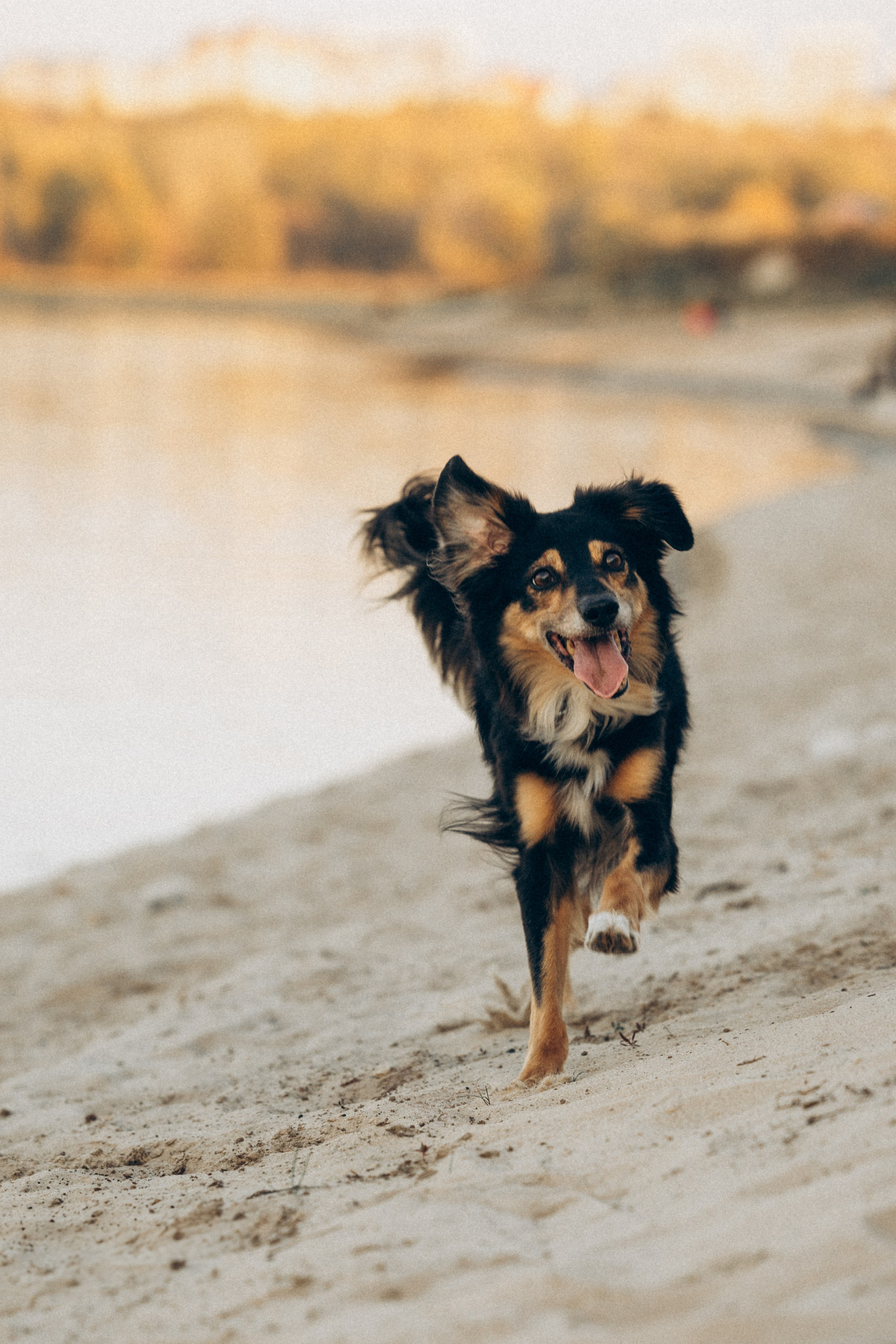 Алла и ее компания. Фотограф анималист в Казани Алина Сулейманова. Фотограф животных