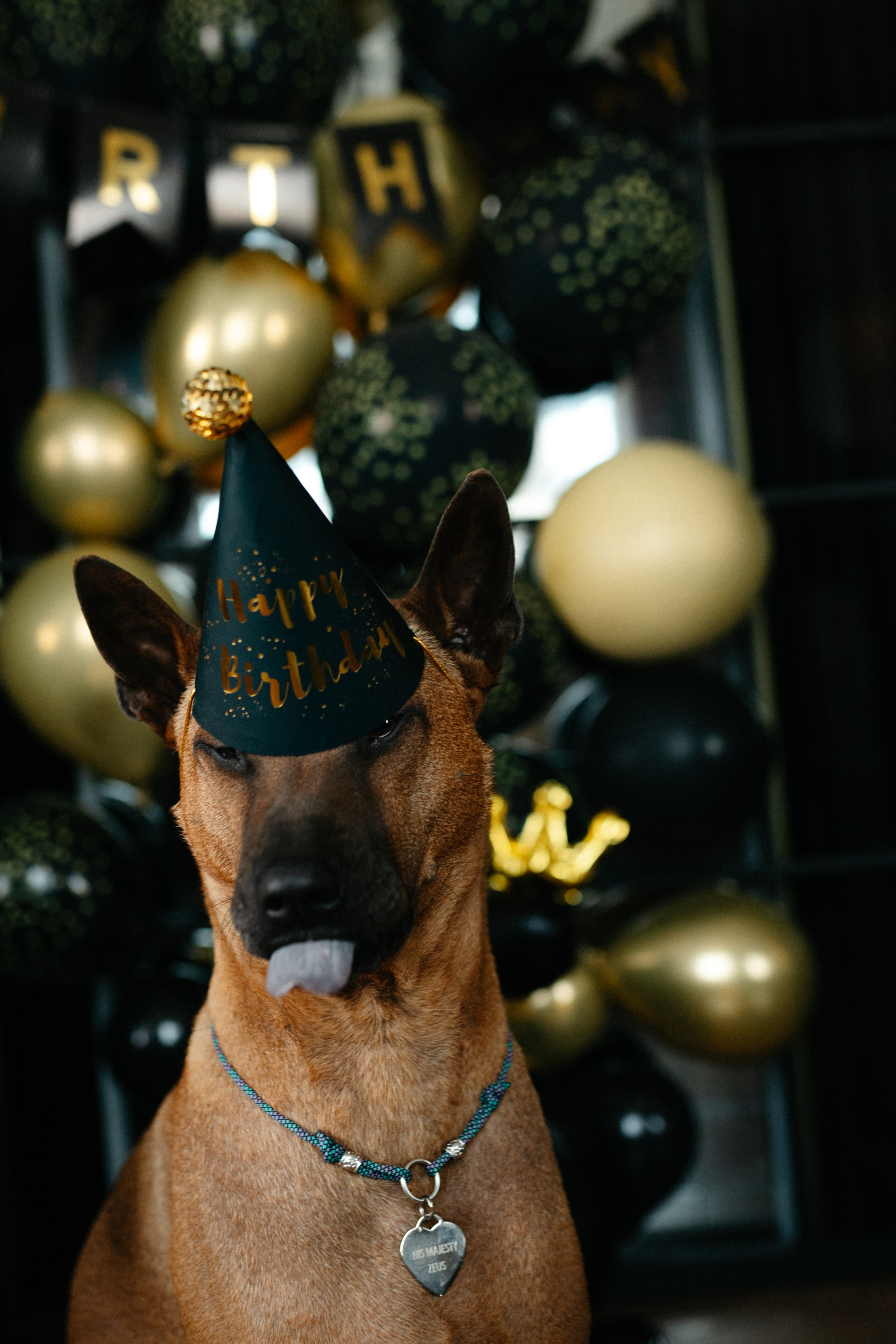 Оксана и Зевс. Фотограф анималист в Москве Ольга Агушева