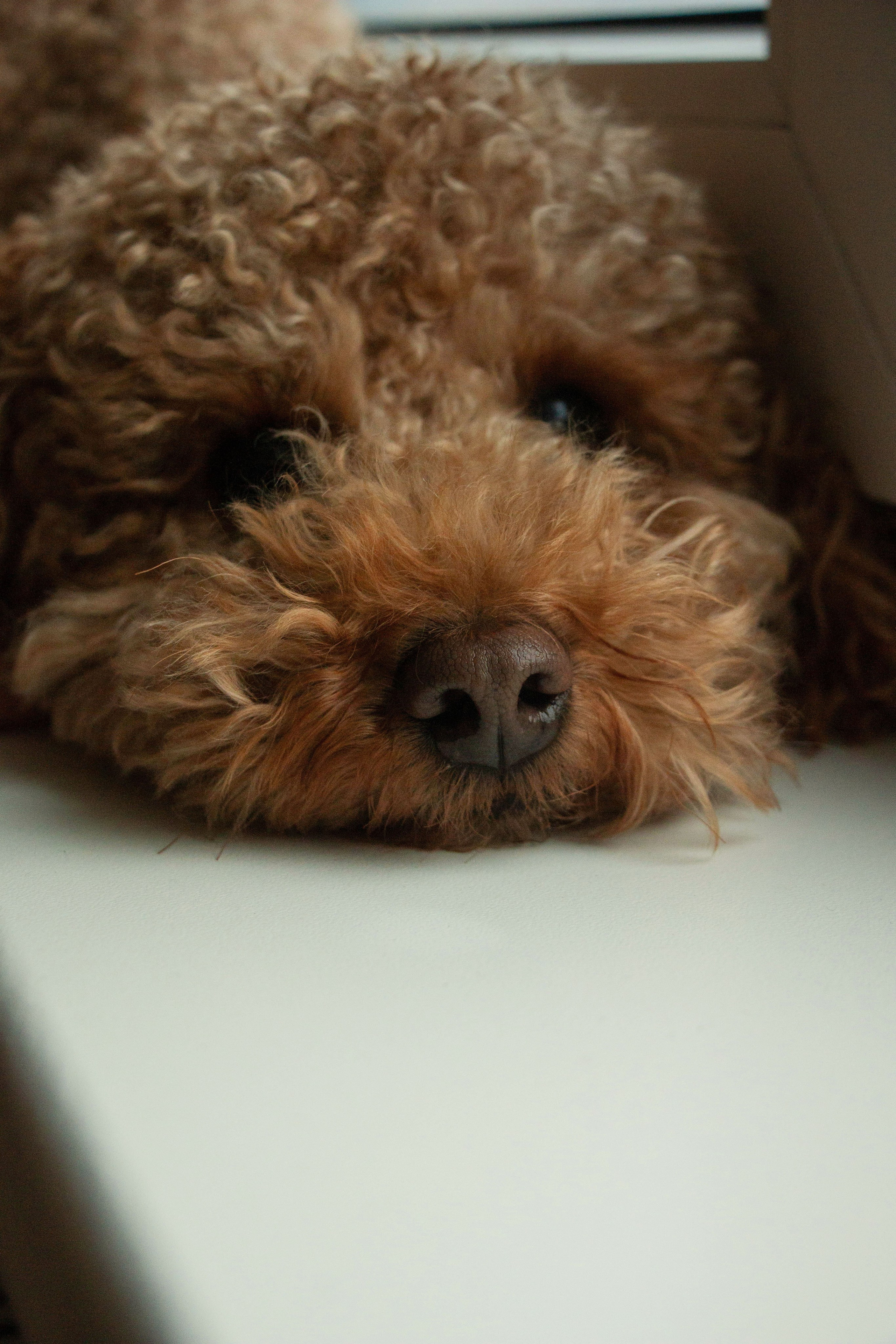 Olga & Eric. Бережно сохраняю ваши чувства и истории на своих фотографиях