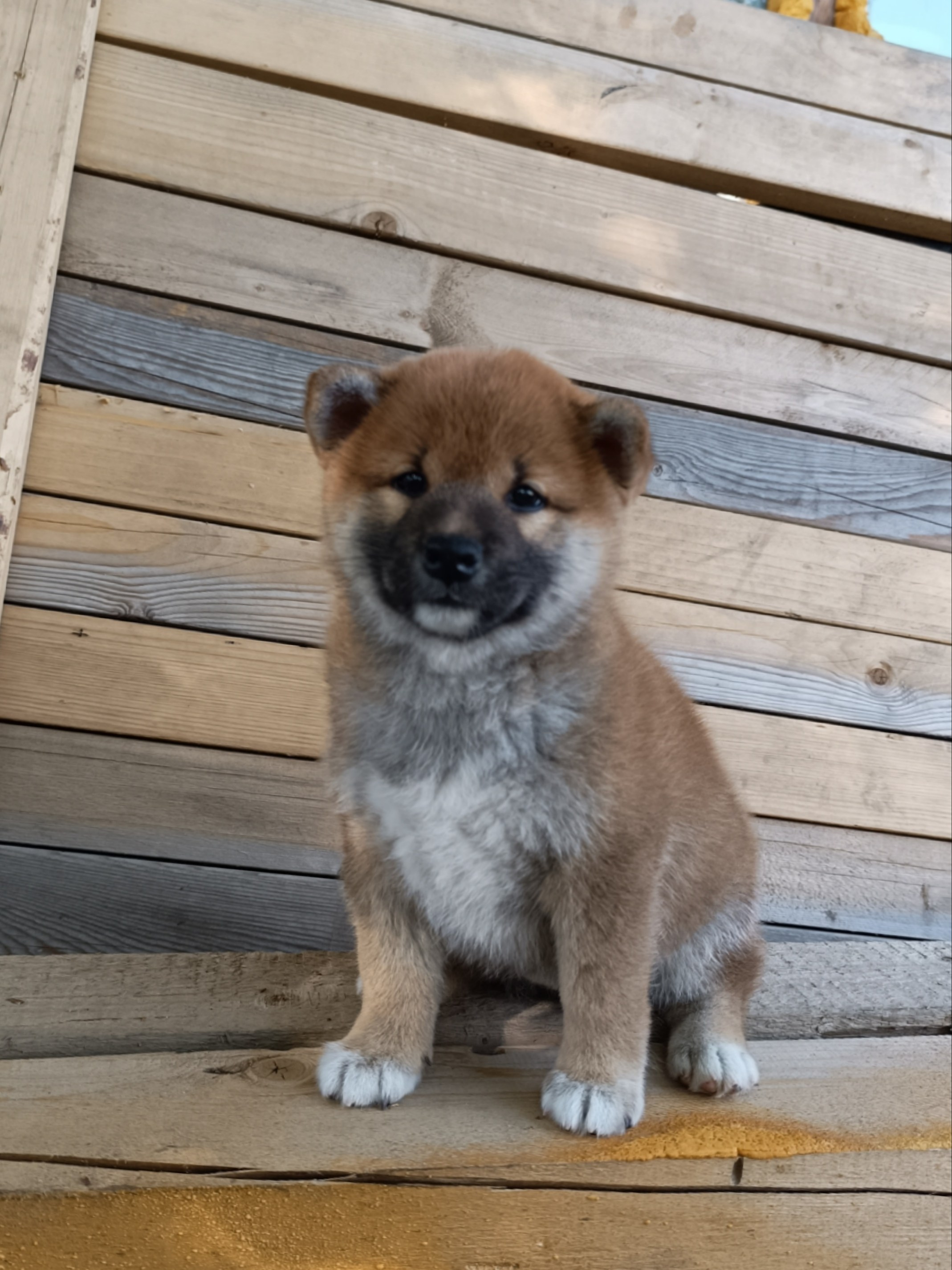 сиба питомник Рубилайт щенки на продажу rubylight  сиба щенки купить СПб Санкт-Петербург