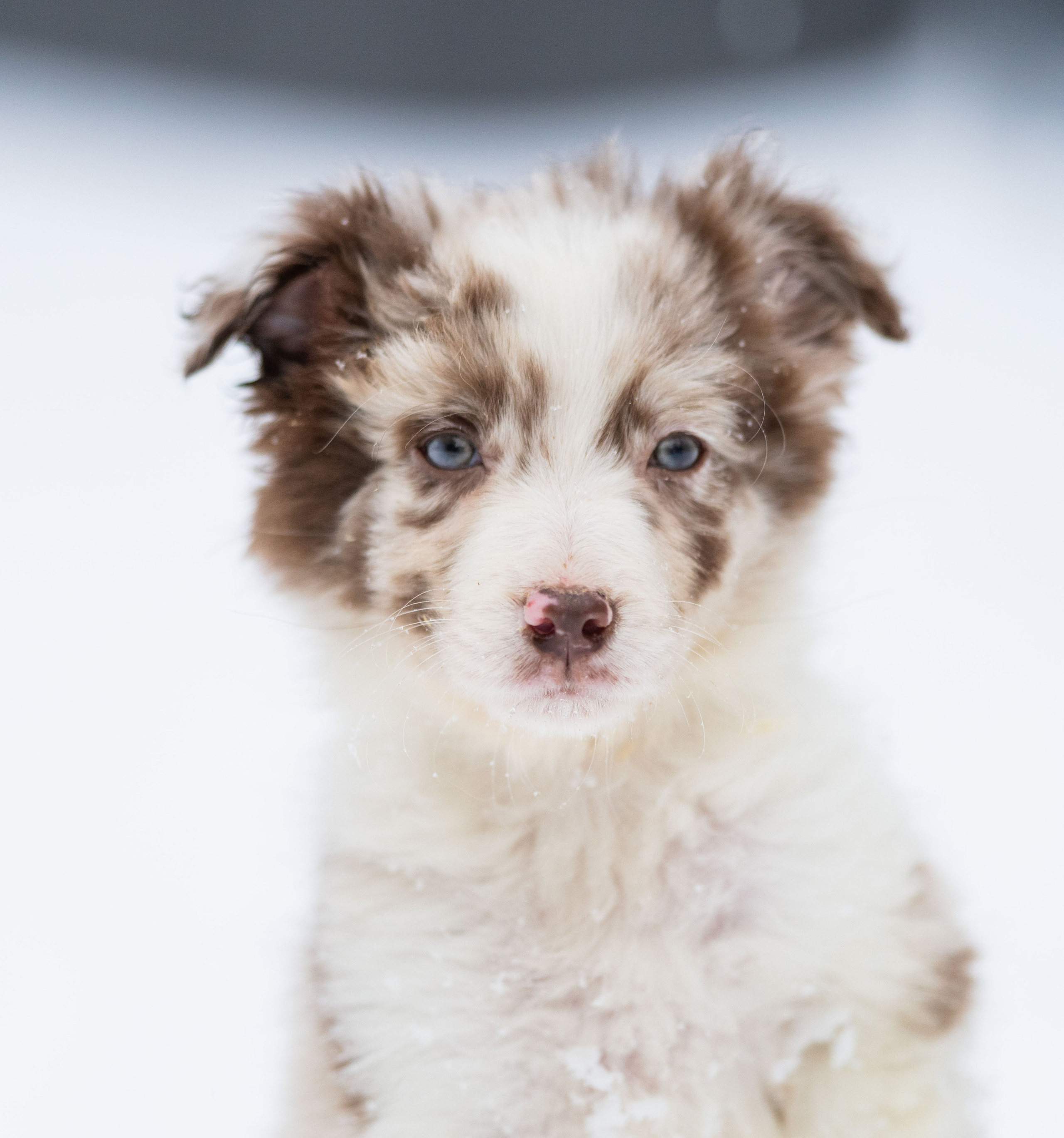 Фритсвит. Семейный фотограф Ефремова Виктория