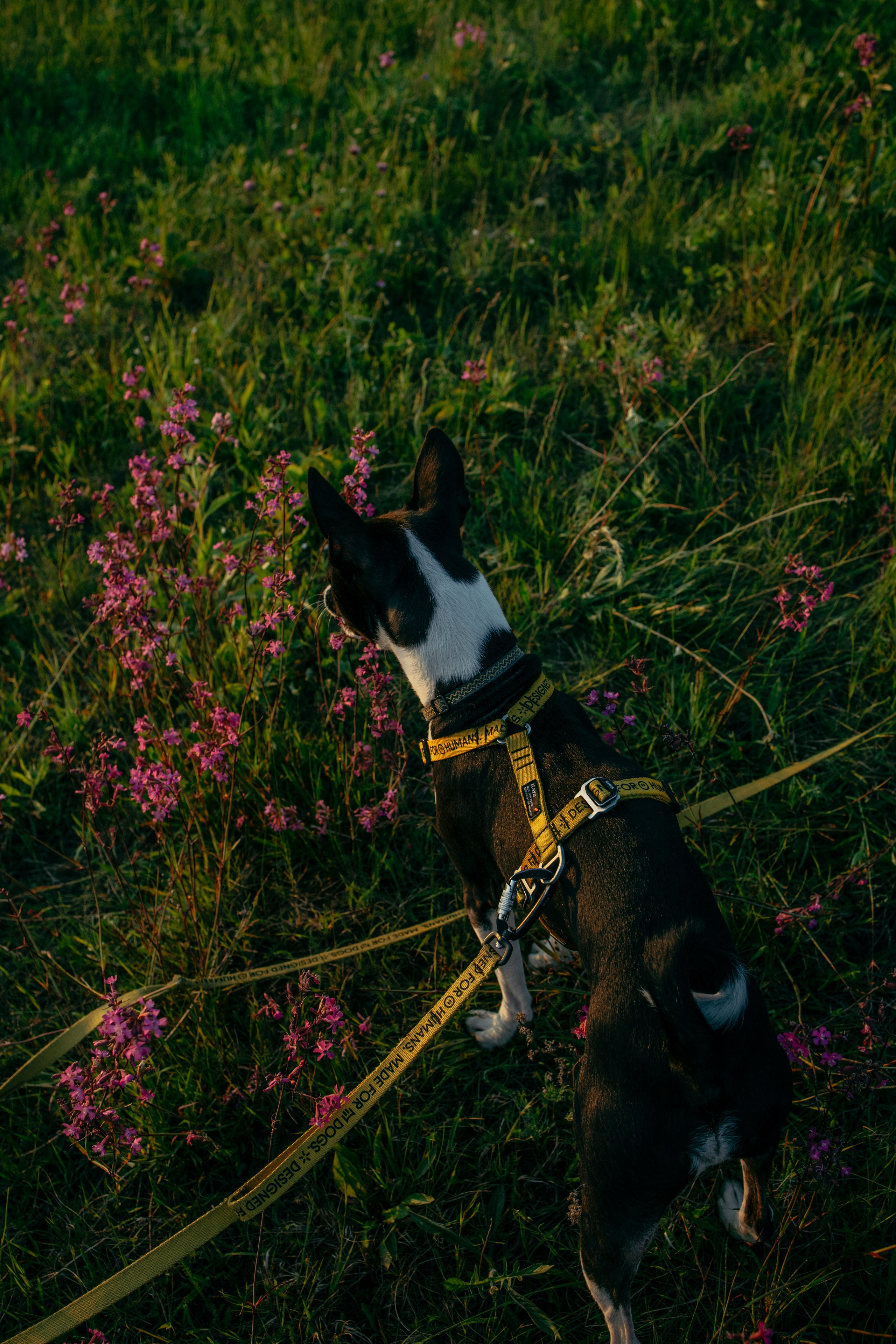 Итачи и его семья 🐾. Фотограф-анималист в Санкт-Петеребурге Титова Алиса