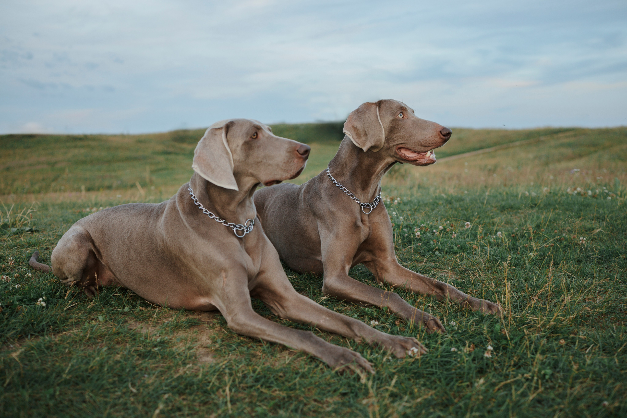 Маргарита и веймаранеры. Фотограф-анималист в Санкт-Петеребурге Титова Алиса