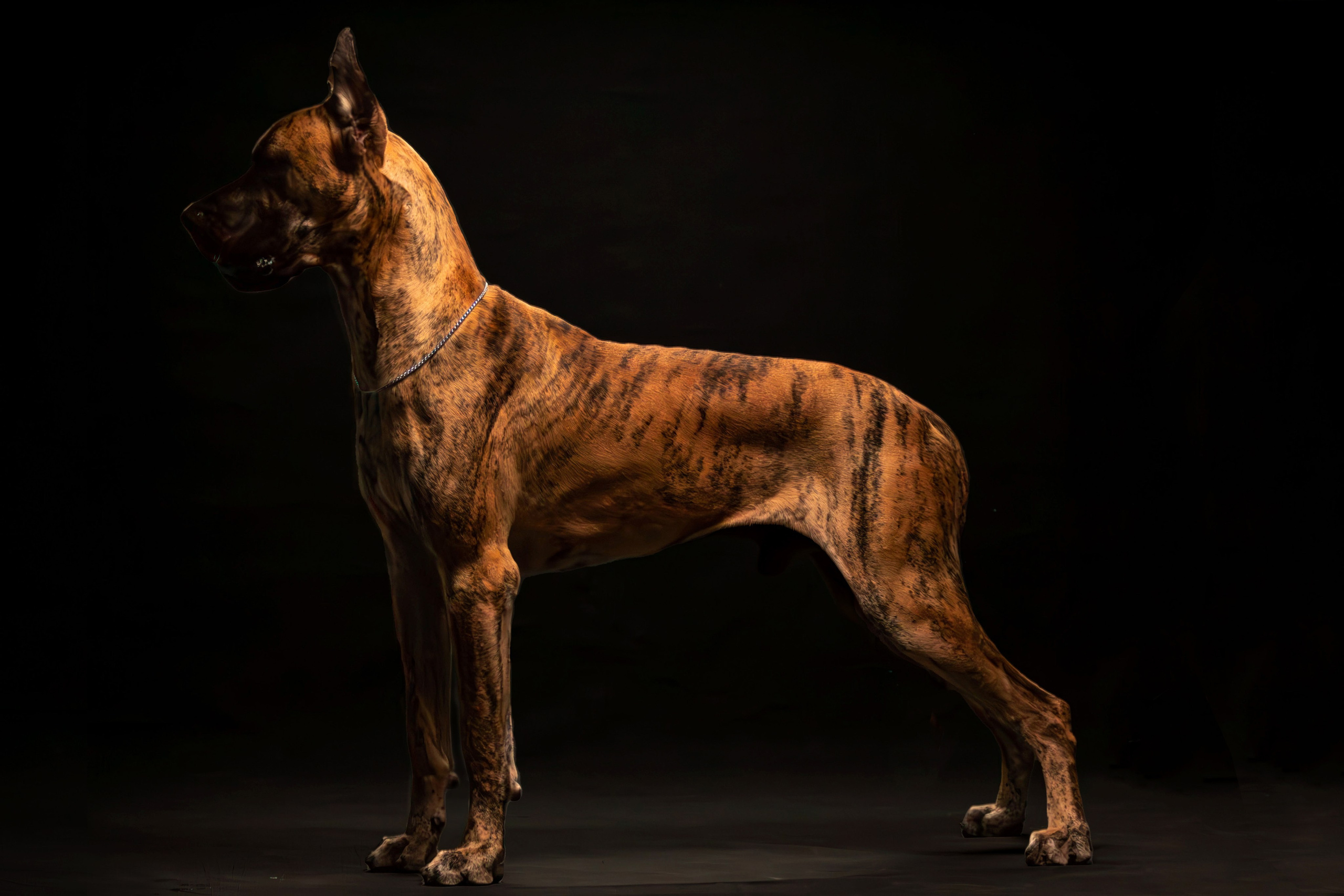 Фотосессия с животными. Фотограф анималист — Тула, Москва