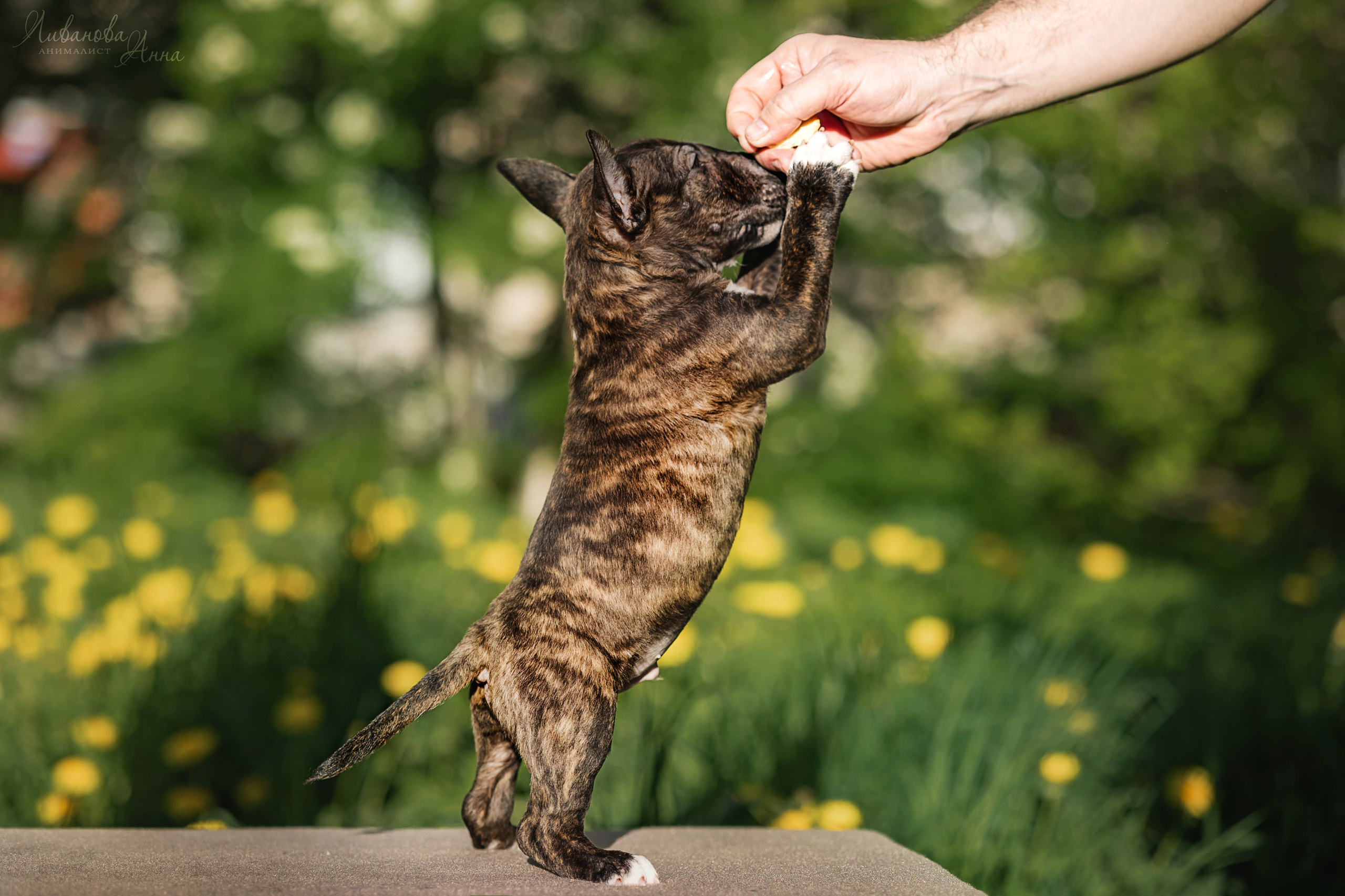Минибультерьерчики. Фотограф анималист Аня Ливанова | Рыбинск
