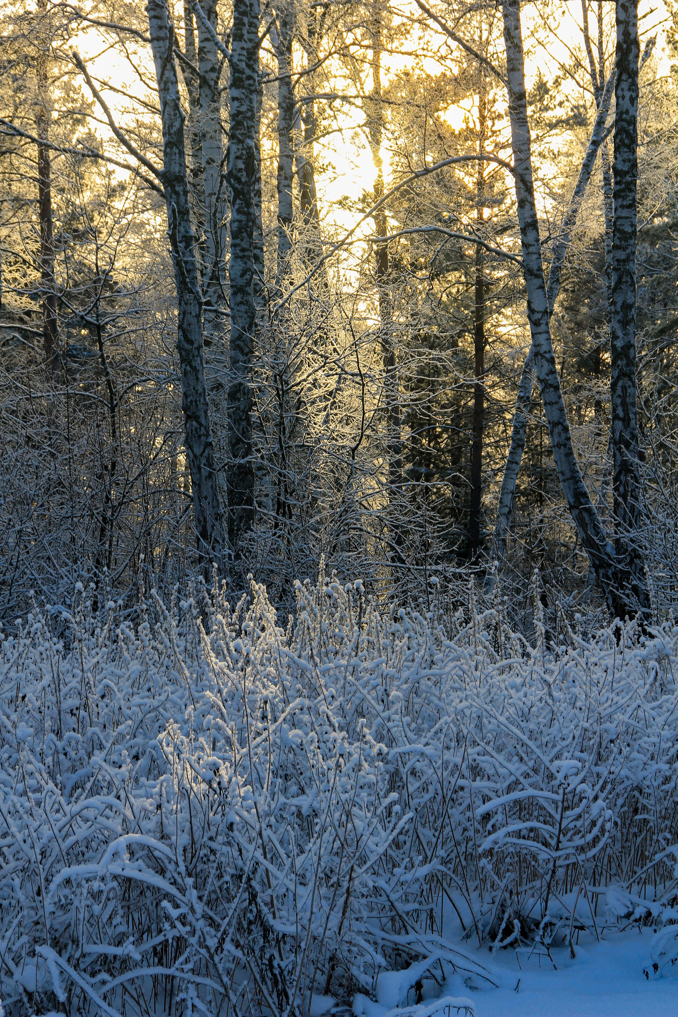 Зима. Ваш фотограф Северск | Томск