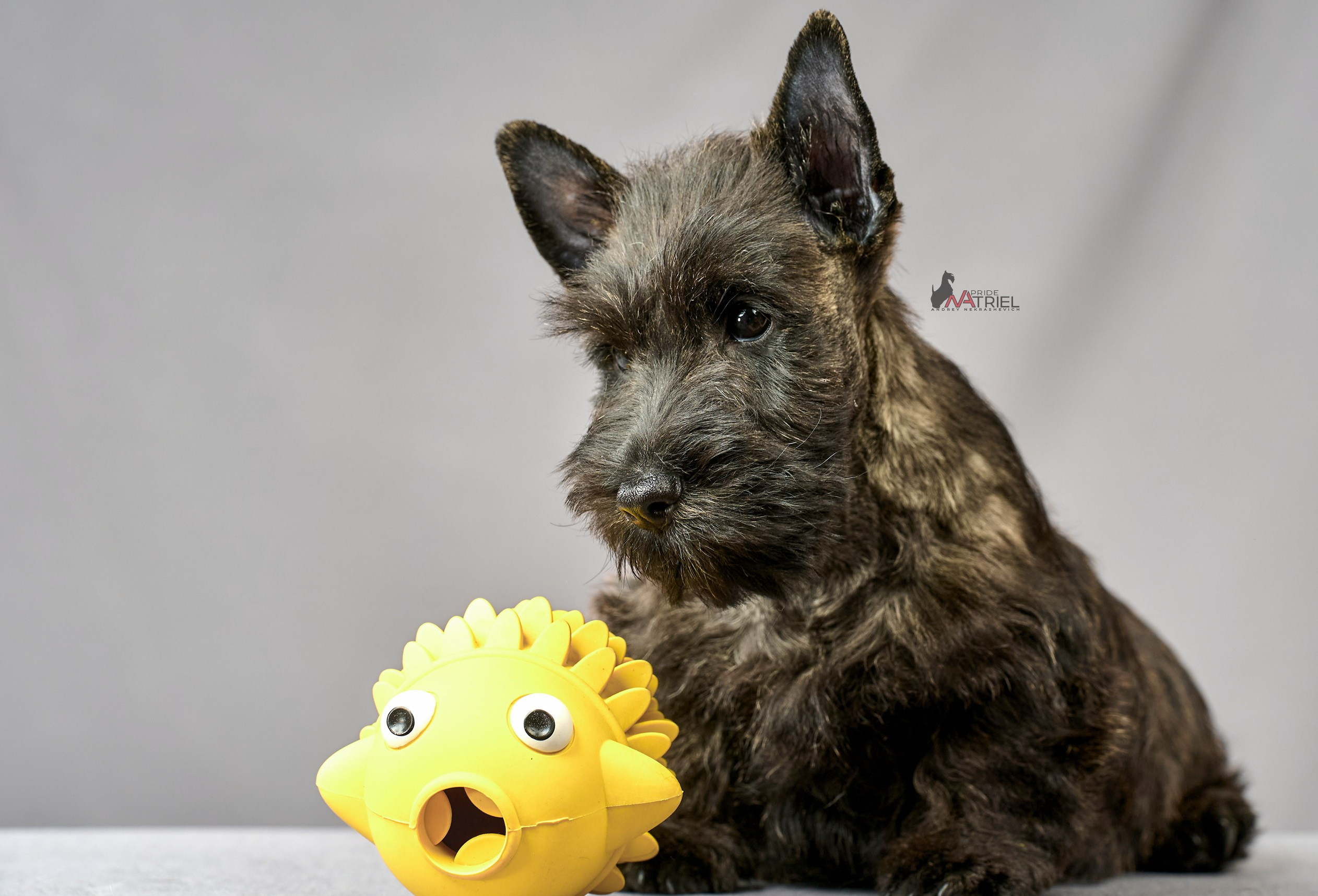 Съемка щенков скотч-терьеров