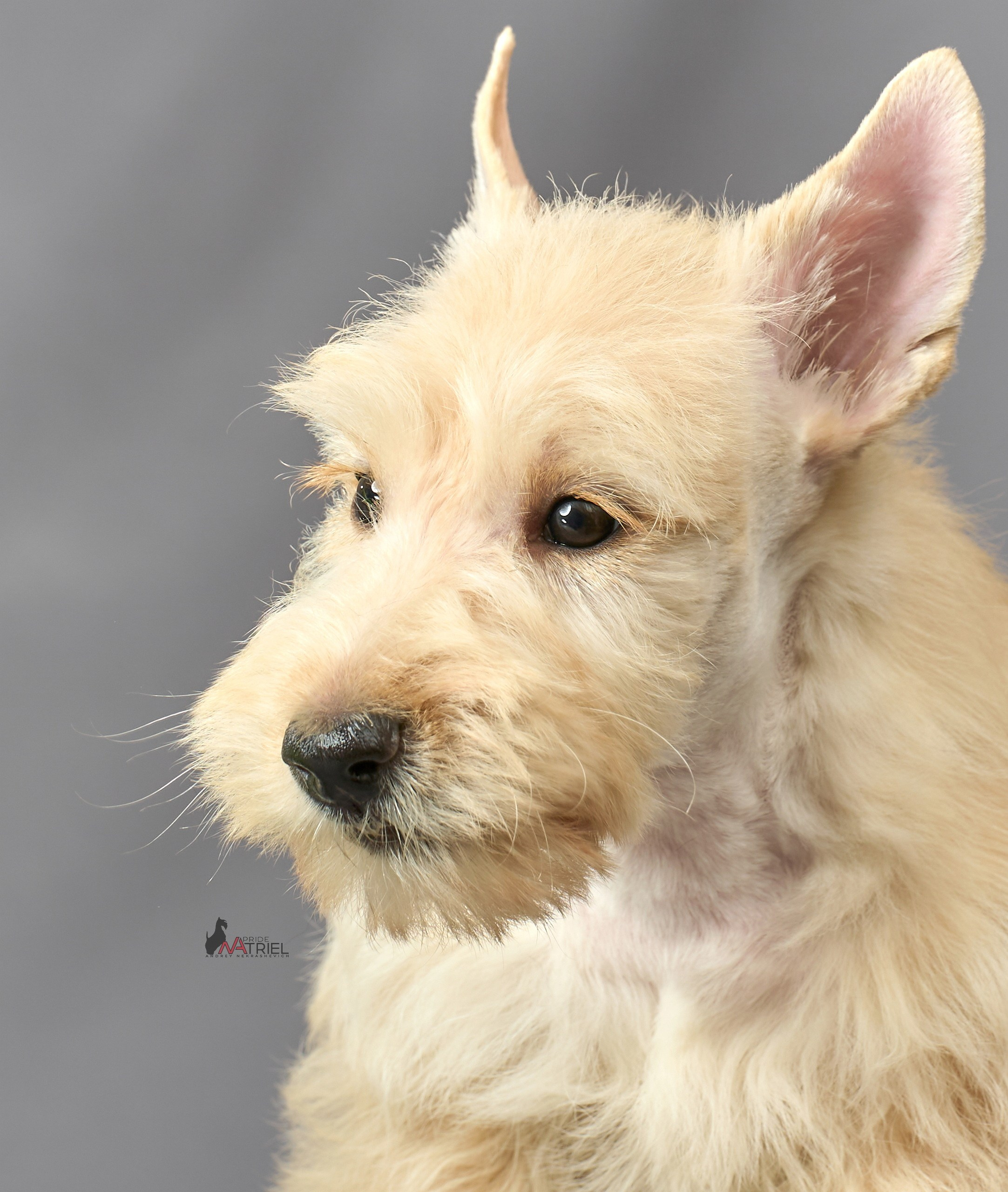 Съемка щенков скотч-терьеров