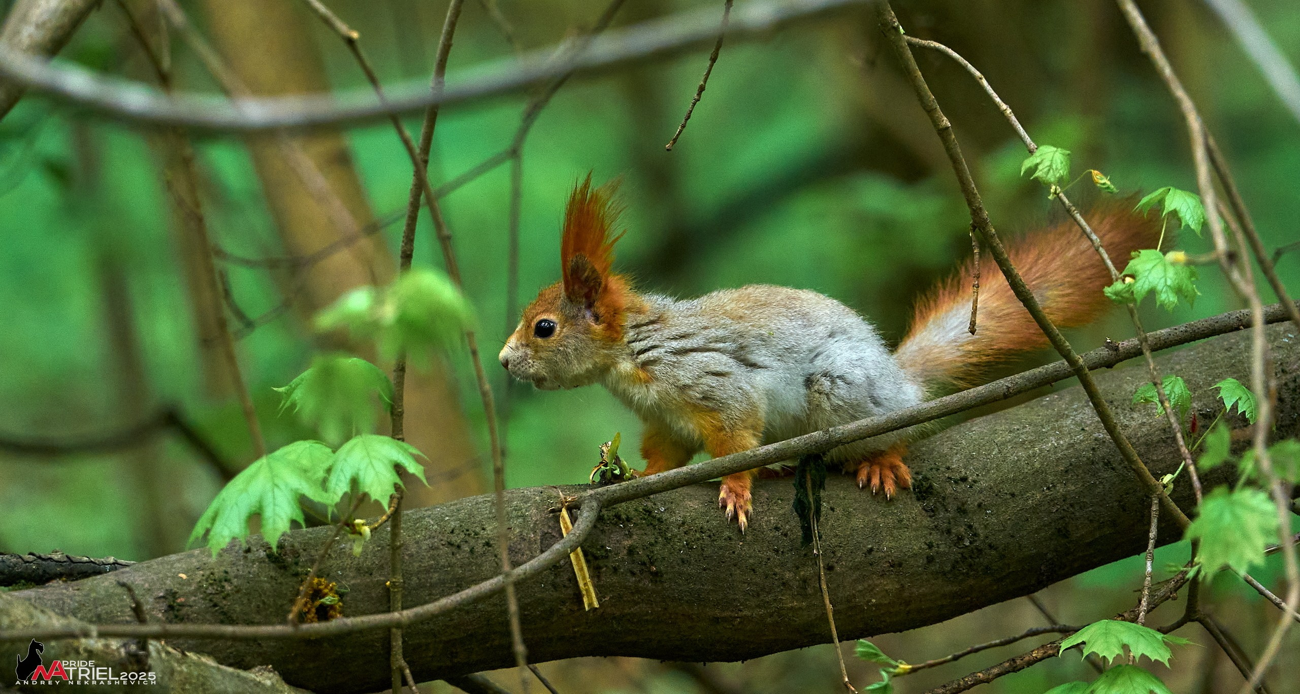 Съемка в майском лесу