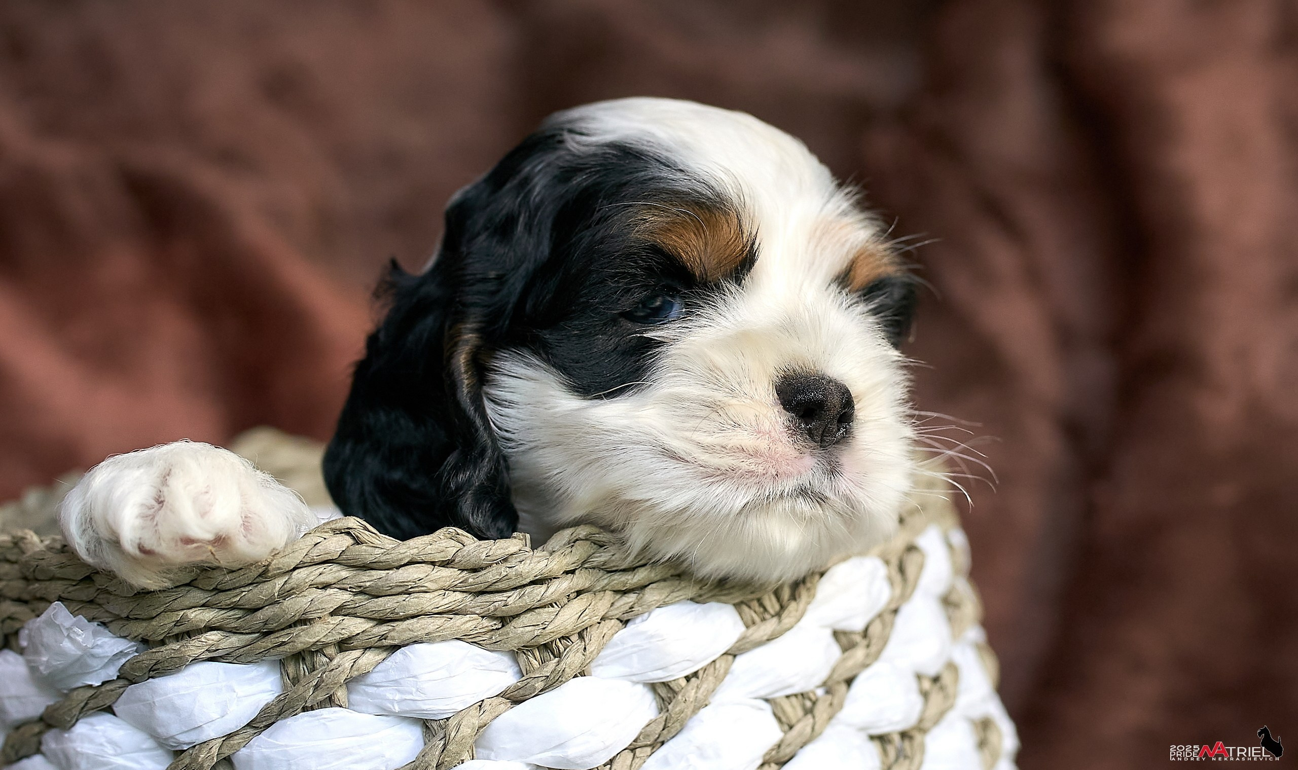 Щенки АмКокеров