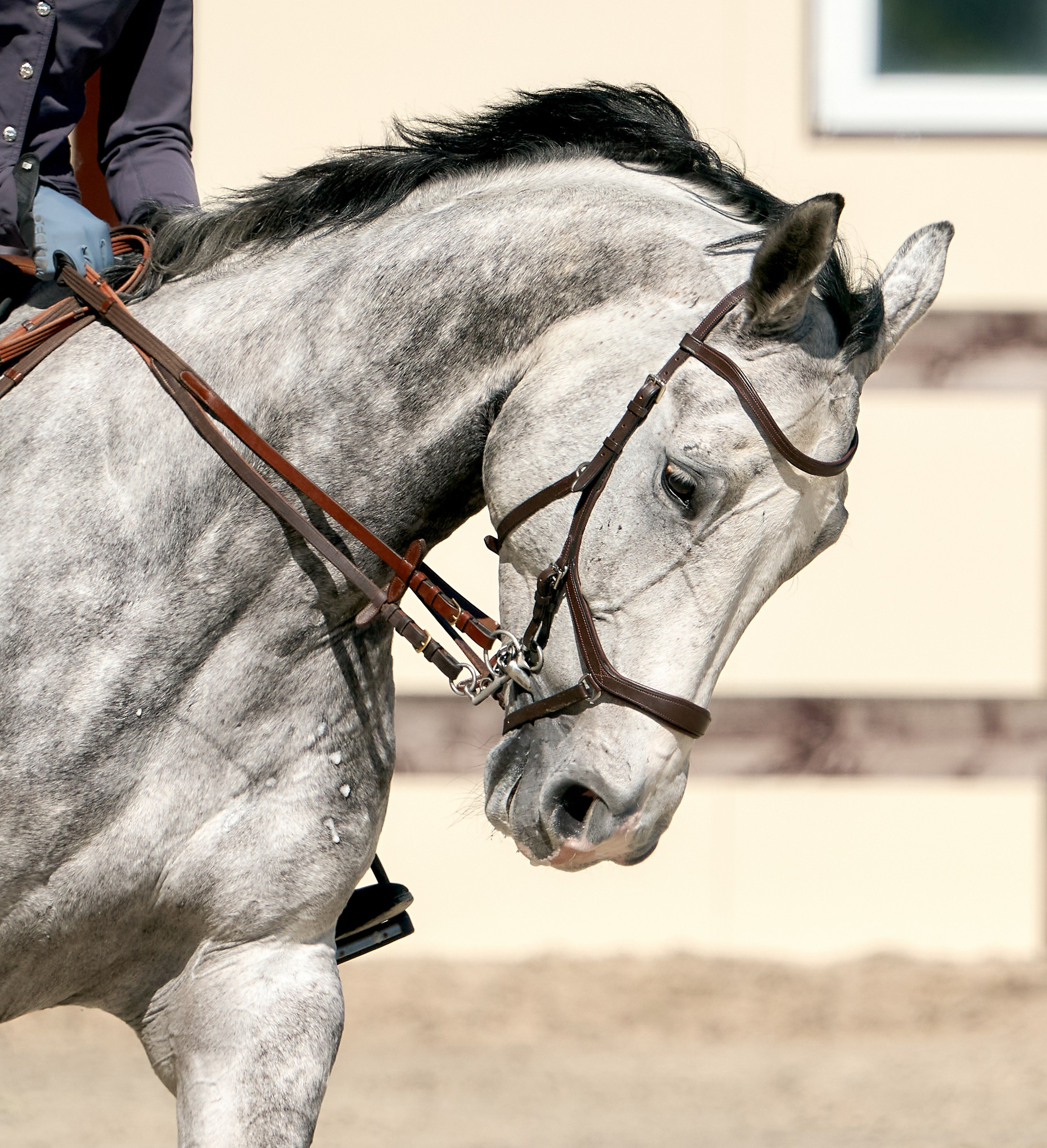 Соревнования на лошадях — галерея NATRIEL