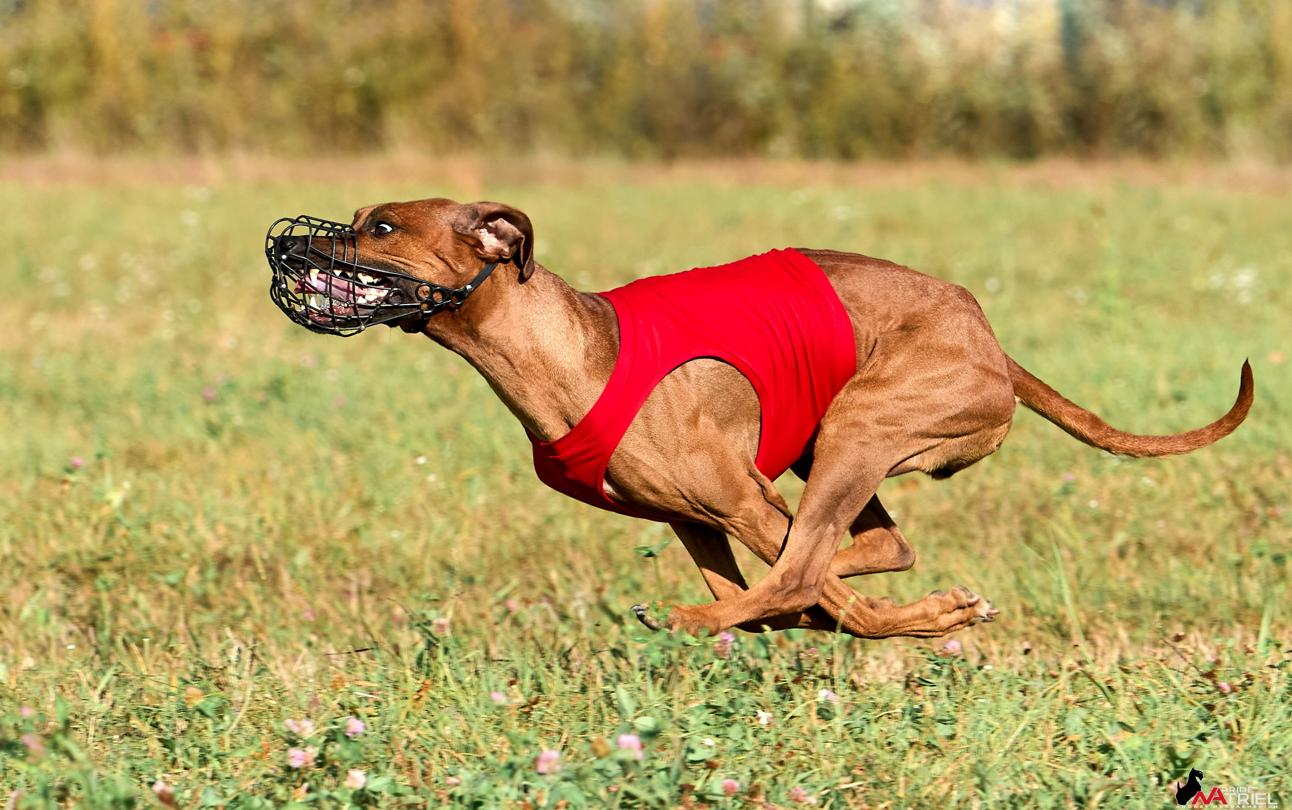 Съемка курсинг — галерея NATRIEL