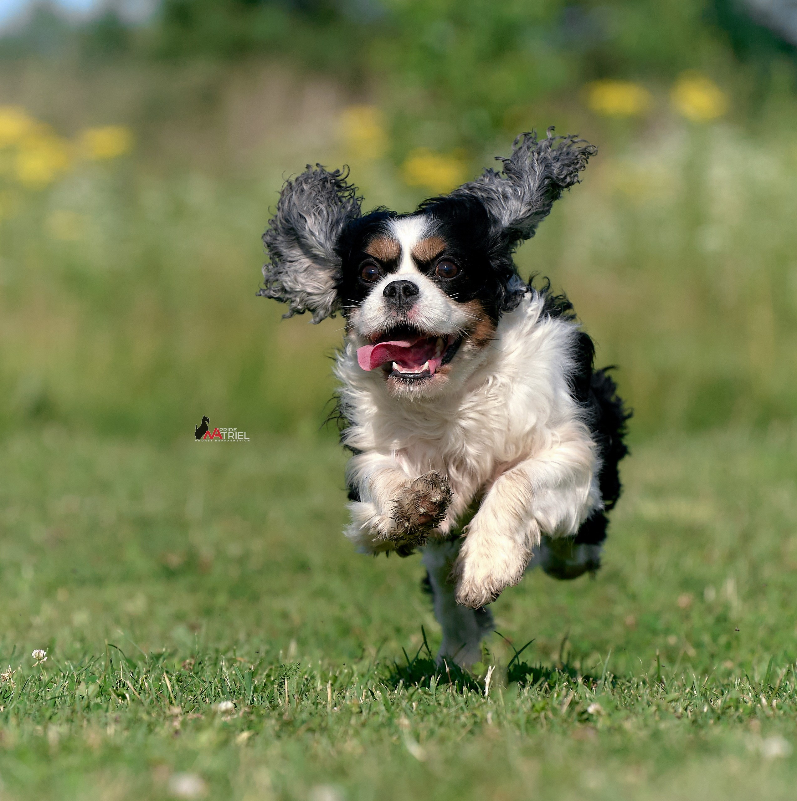 Прогулка в движении — галерея NATRIEL