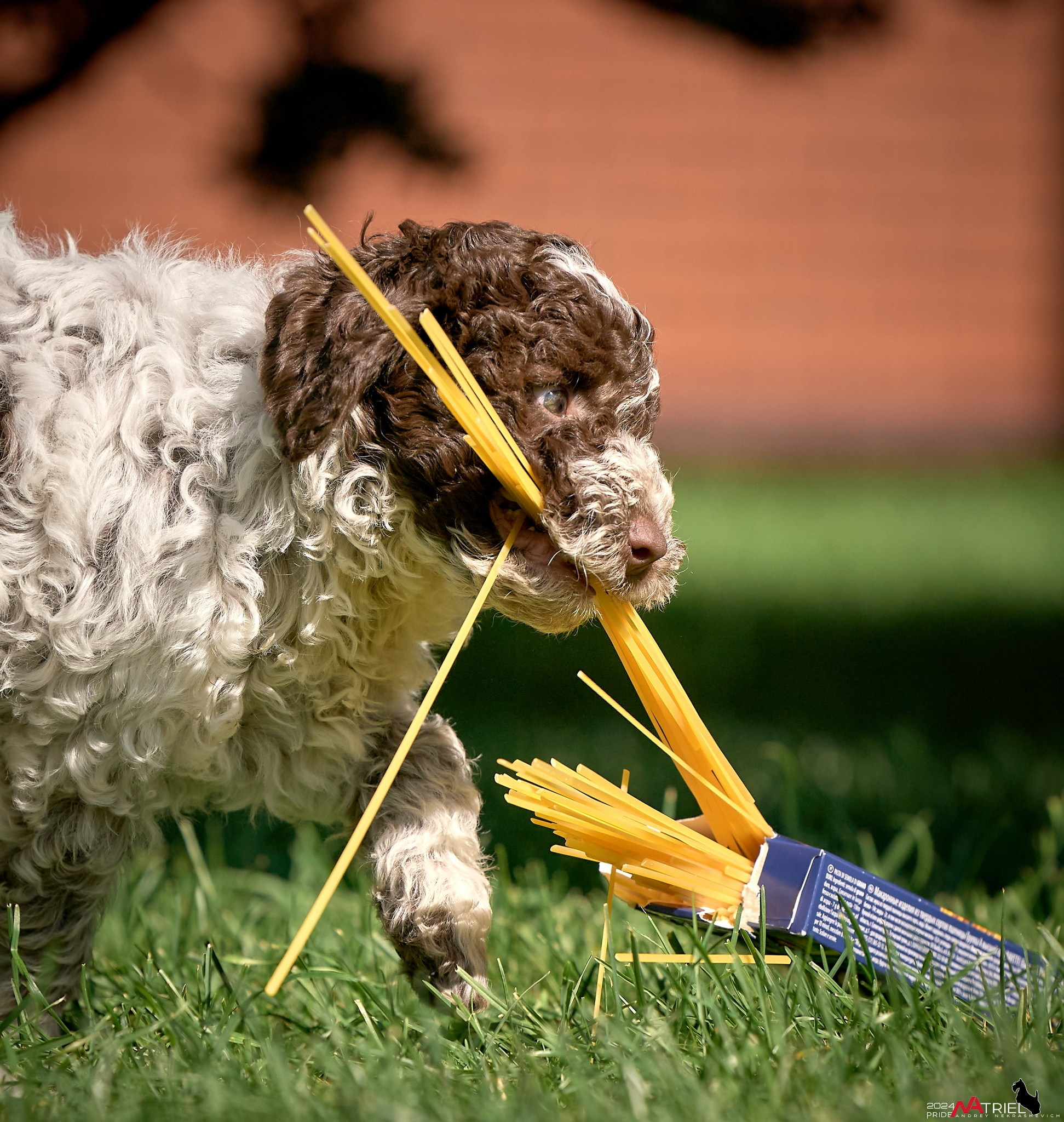 Съемка щенков лаготто на природе
