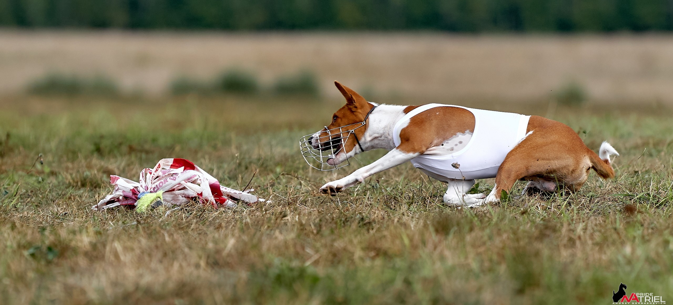 Съемка курсинг — галерея NATRIEL