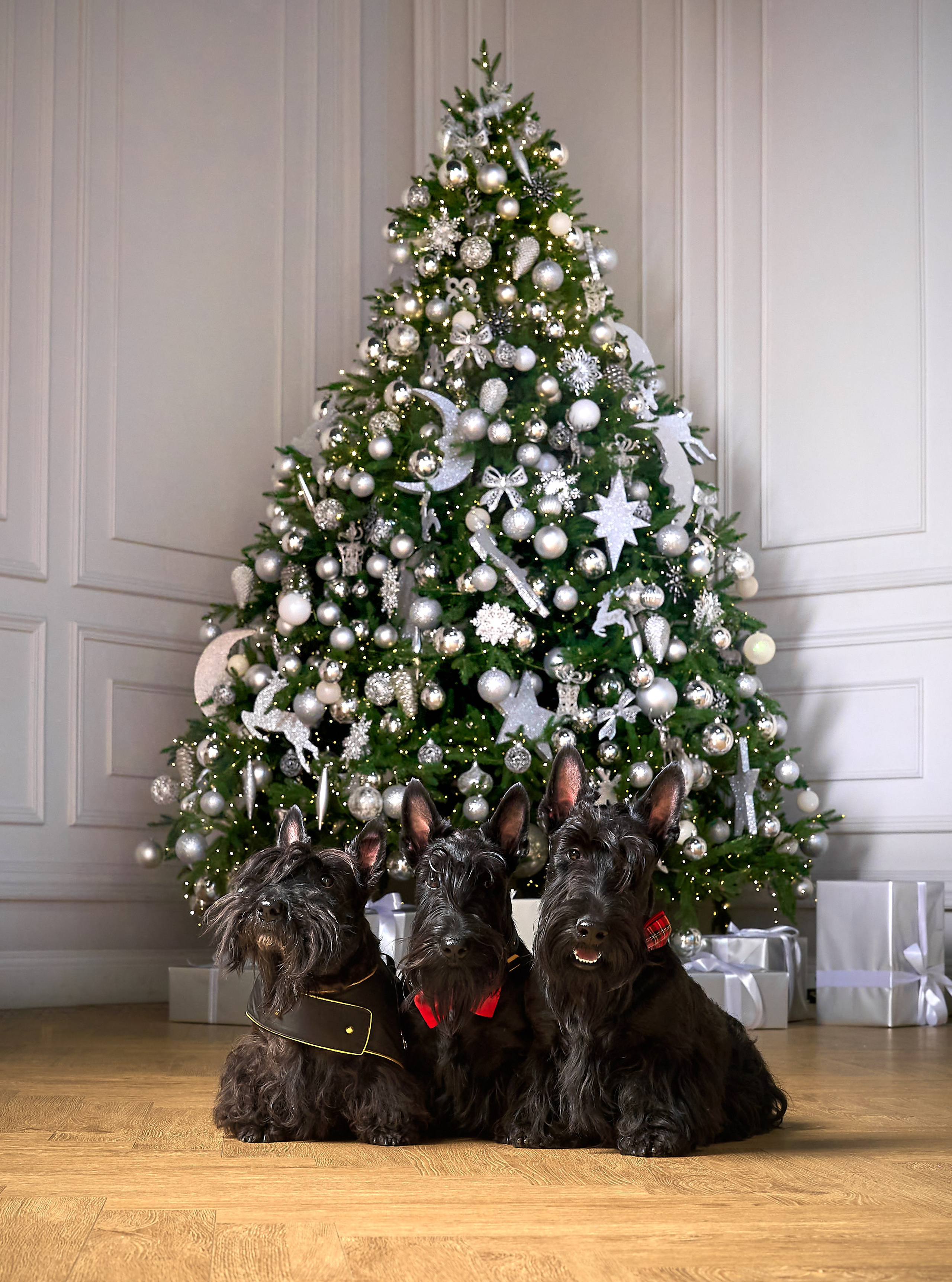 Съемка в студии со скотч-терьерами