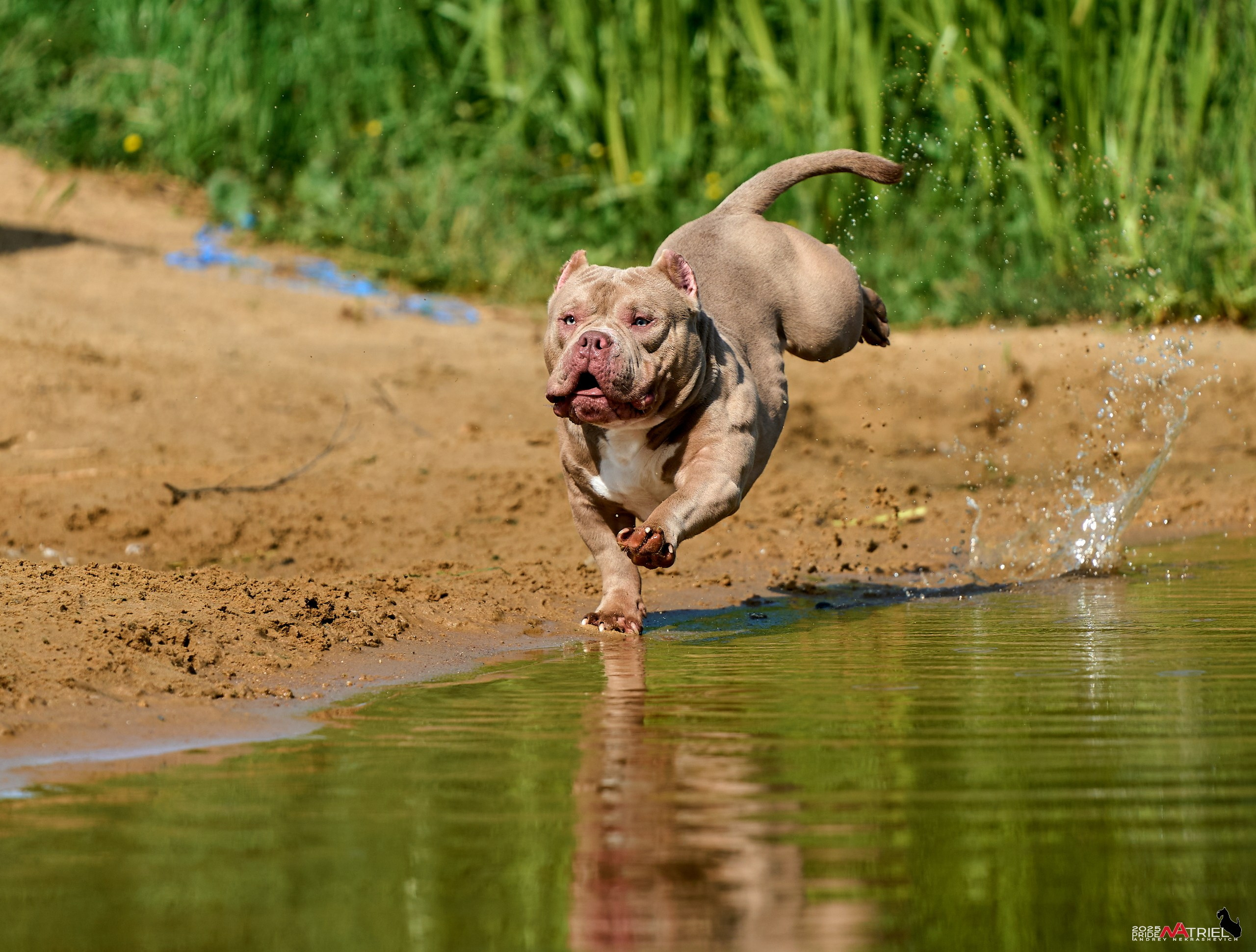 Съемка собак породы булли на природе