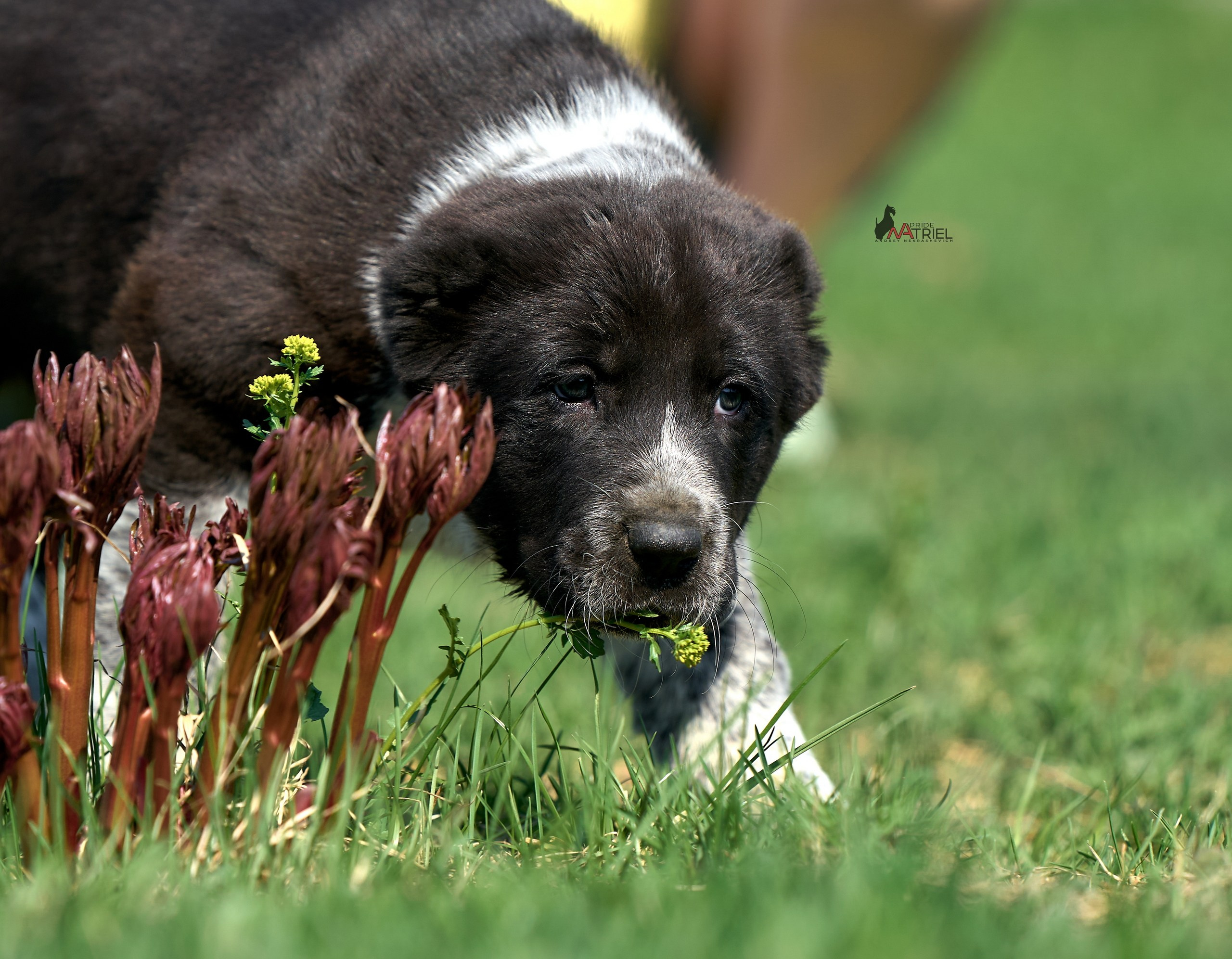 Среднеазиаты — щенки и взрослые