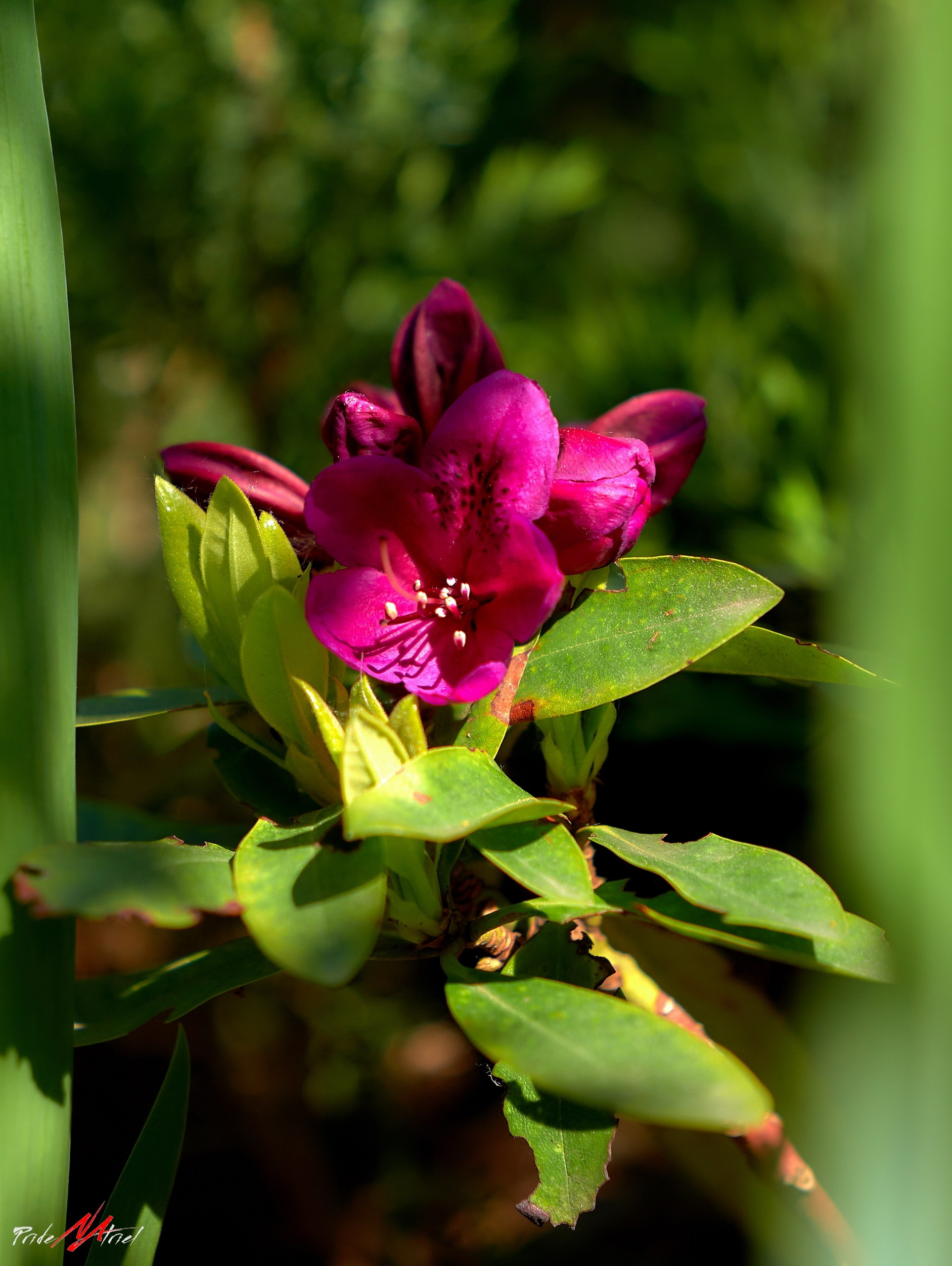 Лютики-цветочки — галерея NATRIEL