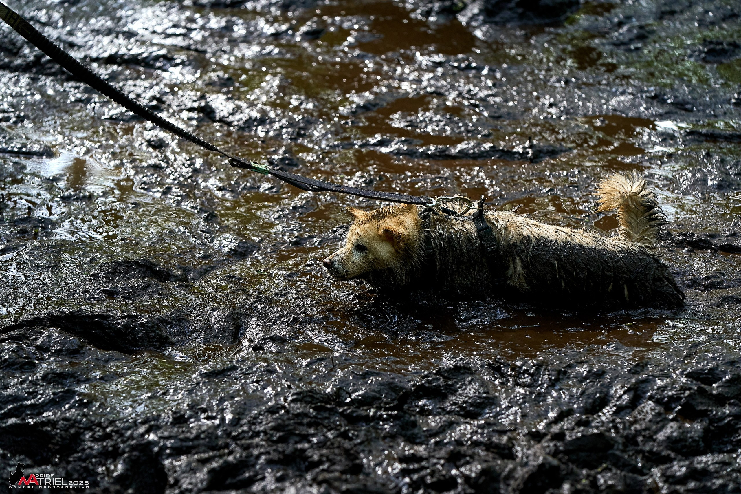 Russian Extreme Dog Trail — 2025
