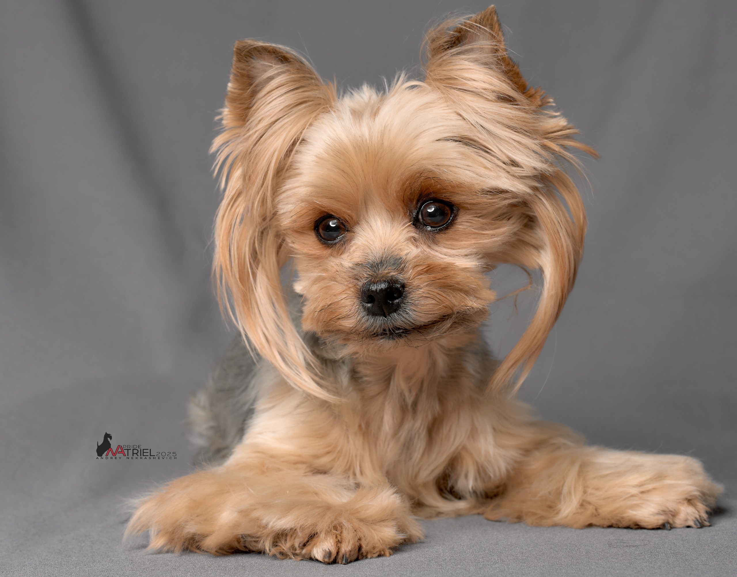 Съемка моих собак с мобильным светом