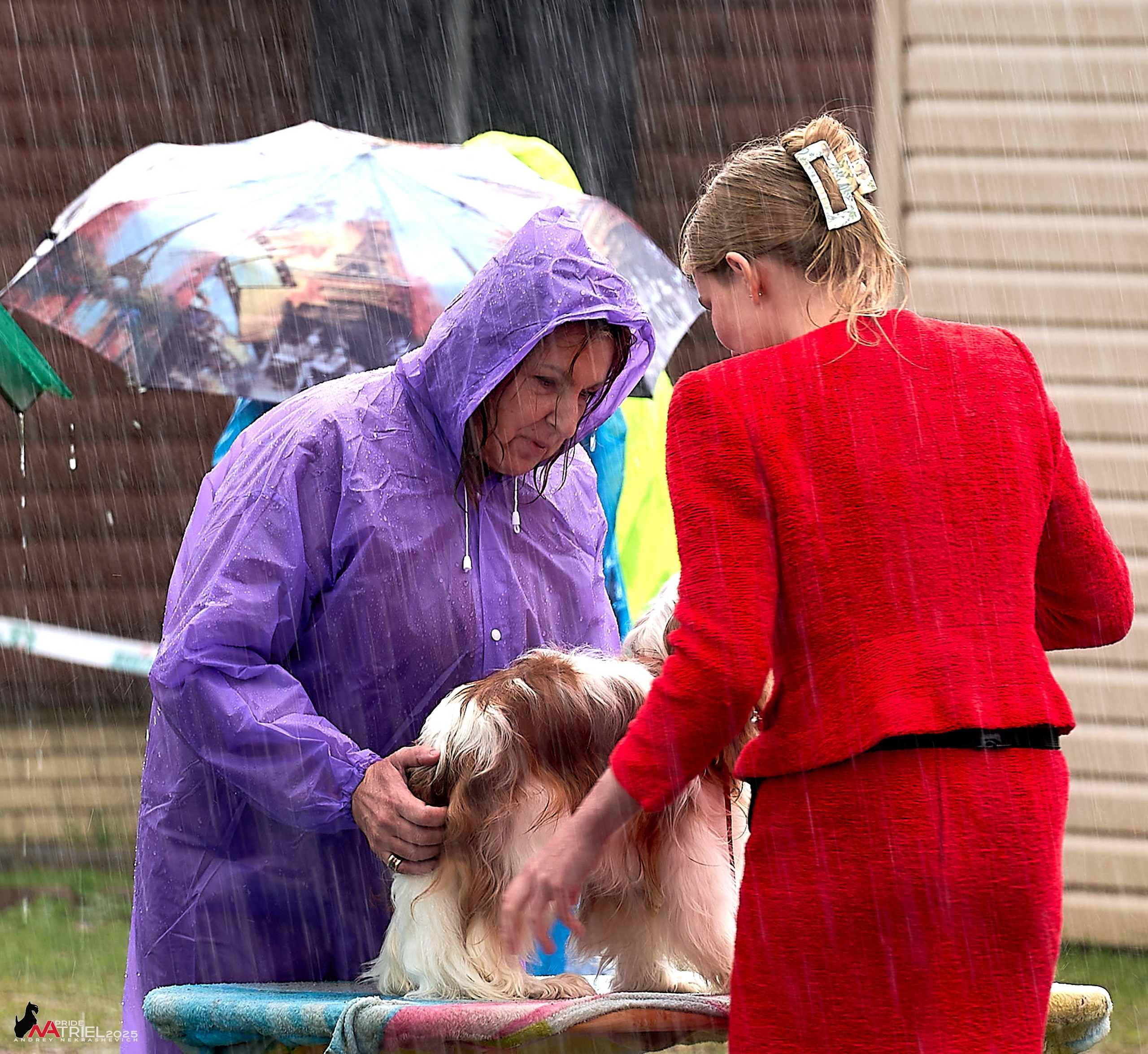 Репортаж с выставки собак