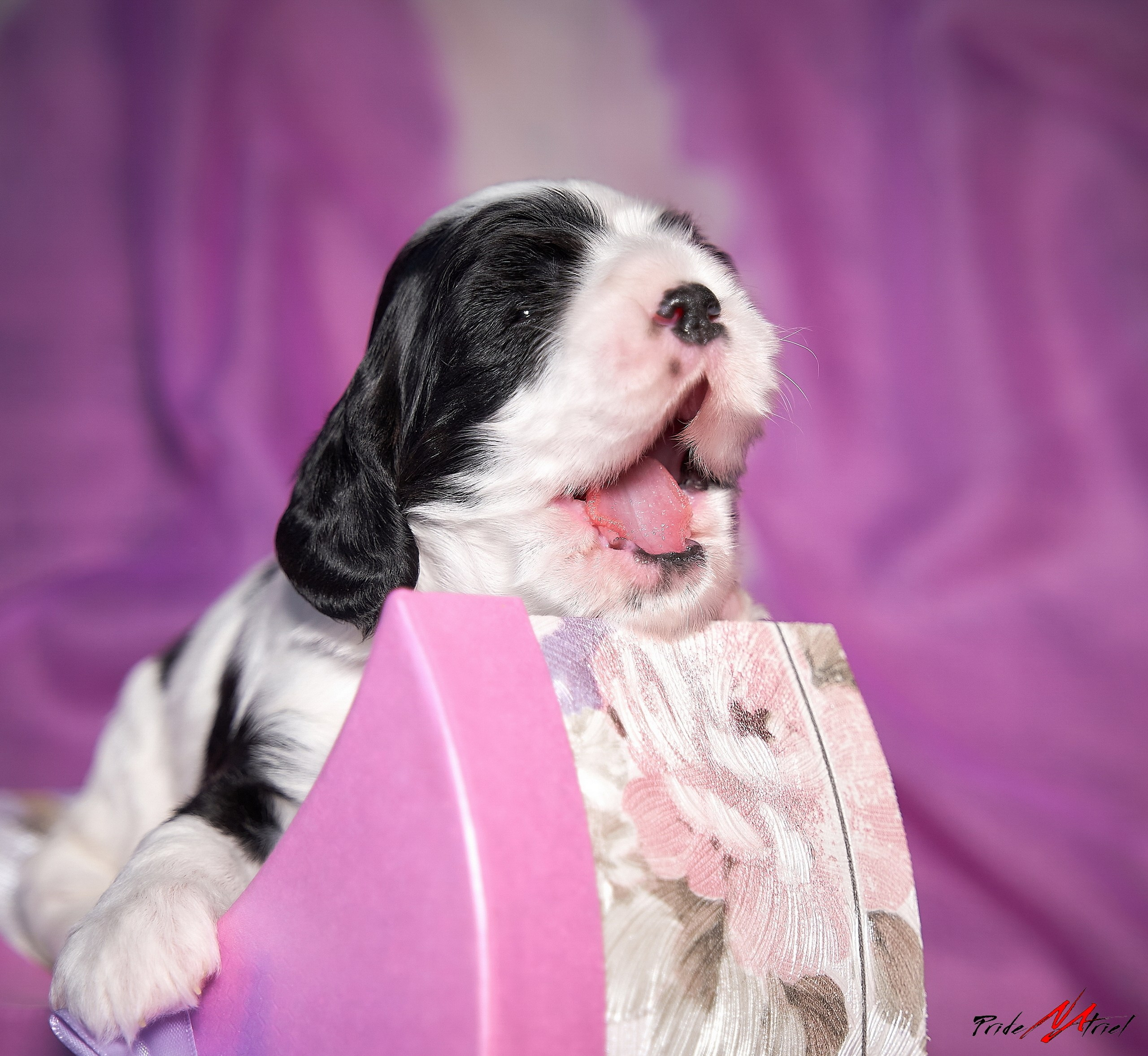 Щенки дома — галерея NATRIEL