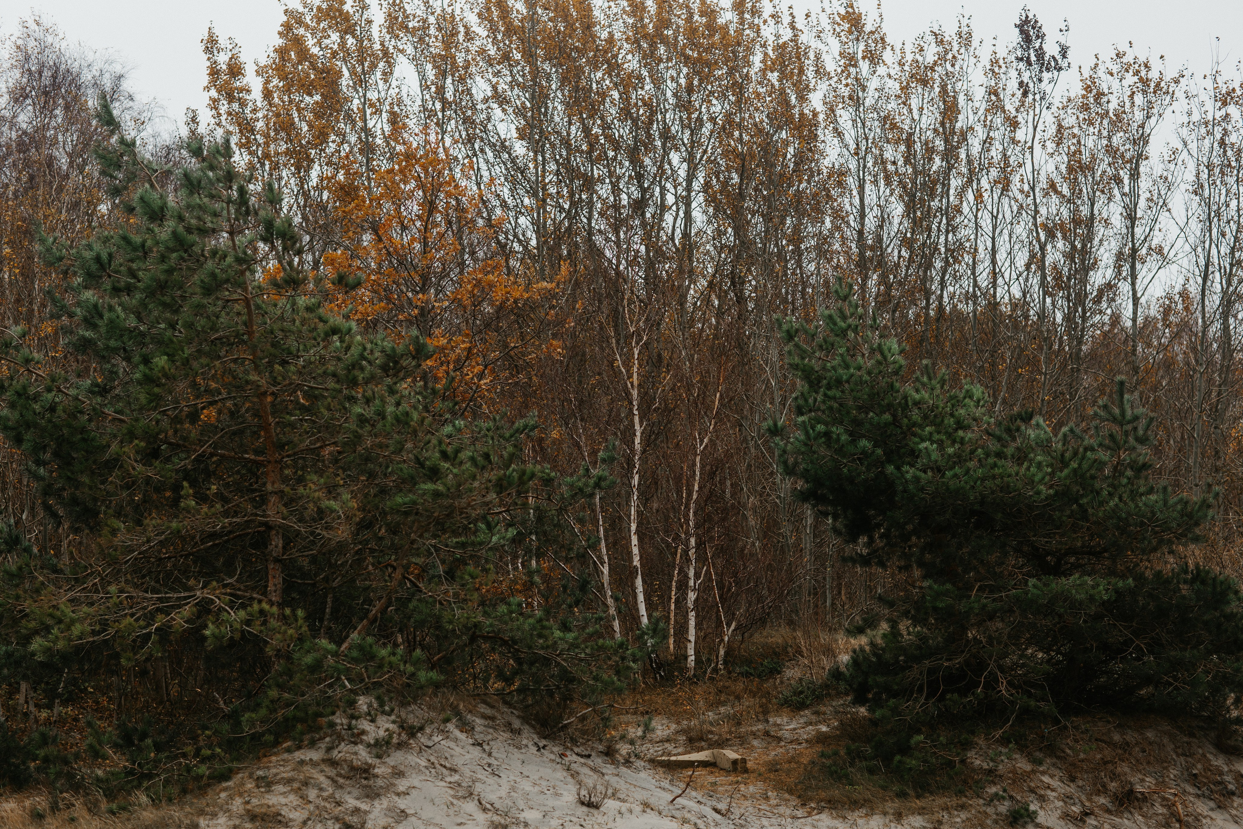 КАЛИНИНГРАД. Https://malovafoto.ru