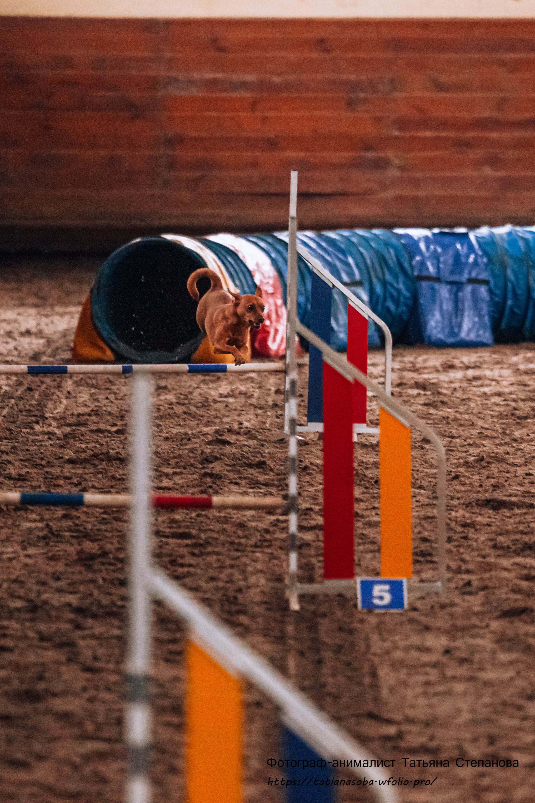 Соревнования по Аджилити 25.02.2024. Фотограф-анималист Татьяна Степанова