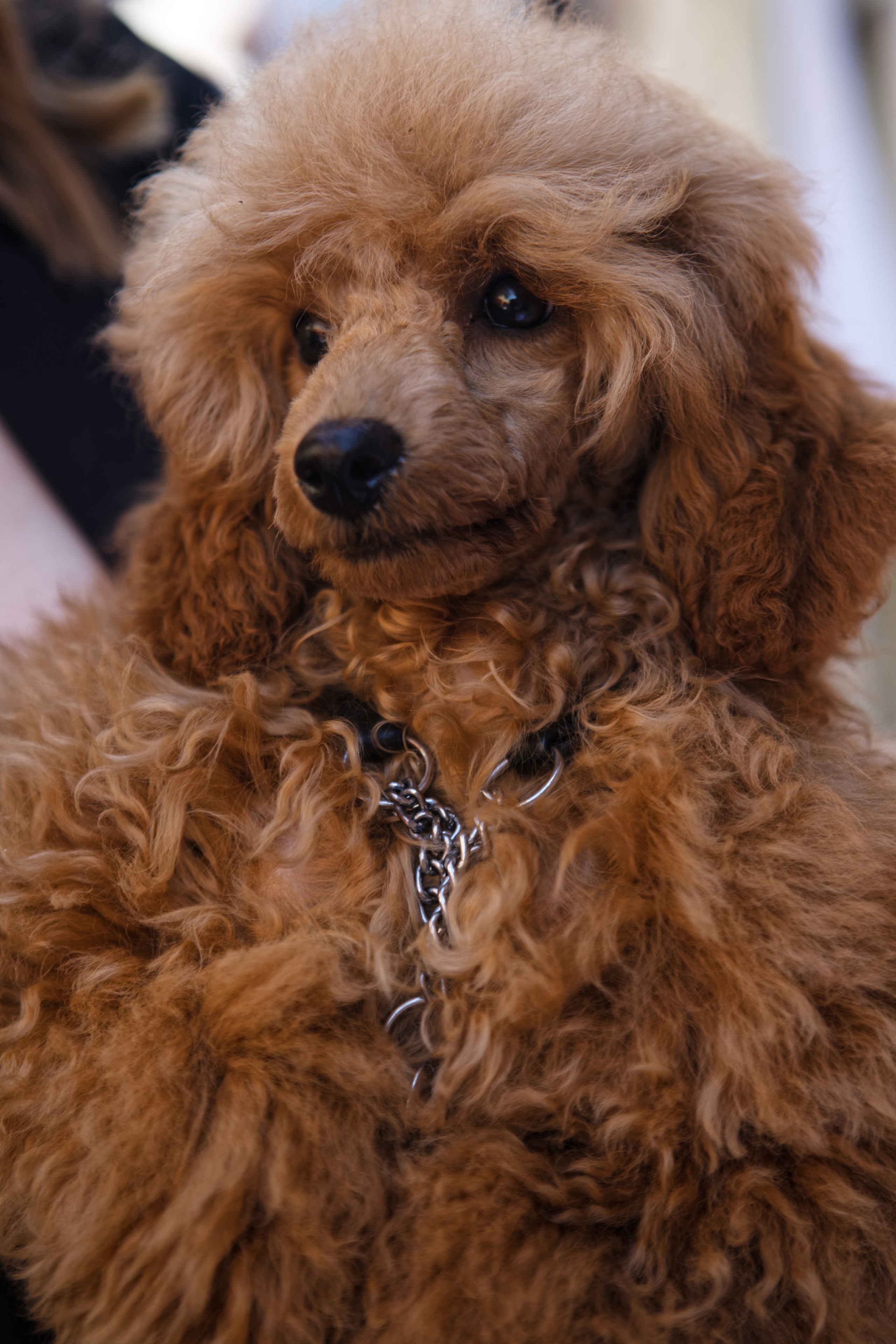 Вечеринка для собак Oh my dog 20.07.2025. Репортажный и спортивный фотограф в г. Пермь Зильберг Павел