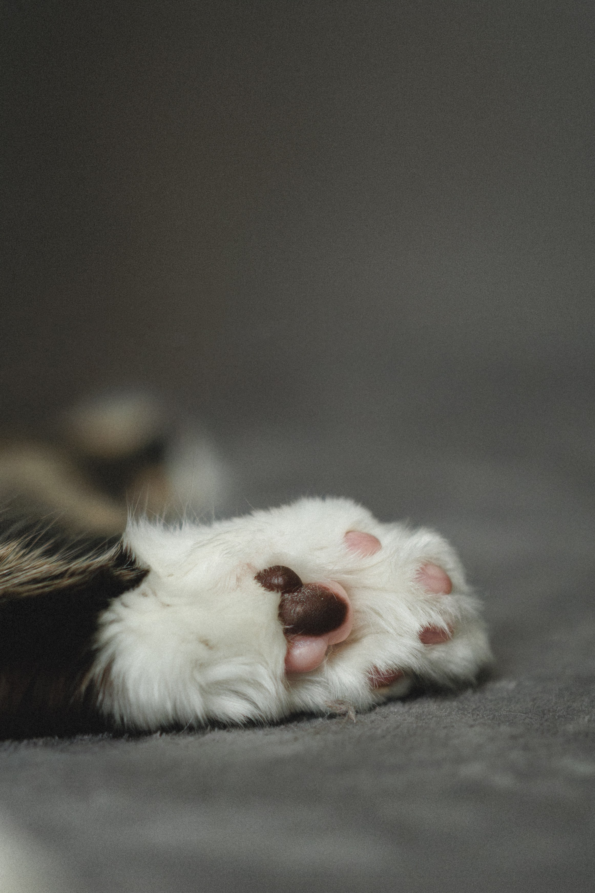 Флоки и Хисса. Фотограф в Санкт-Петербурге Алёна Губинская