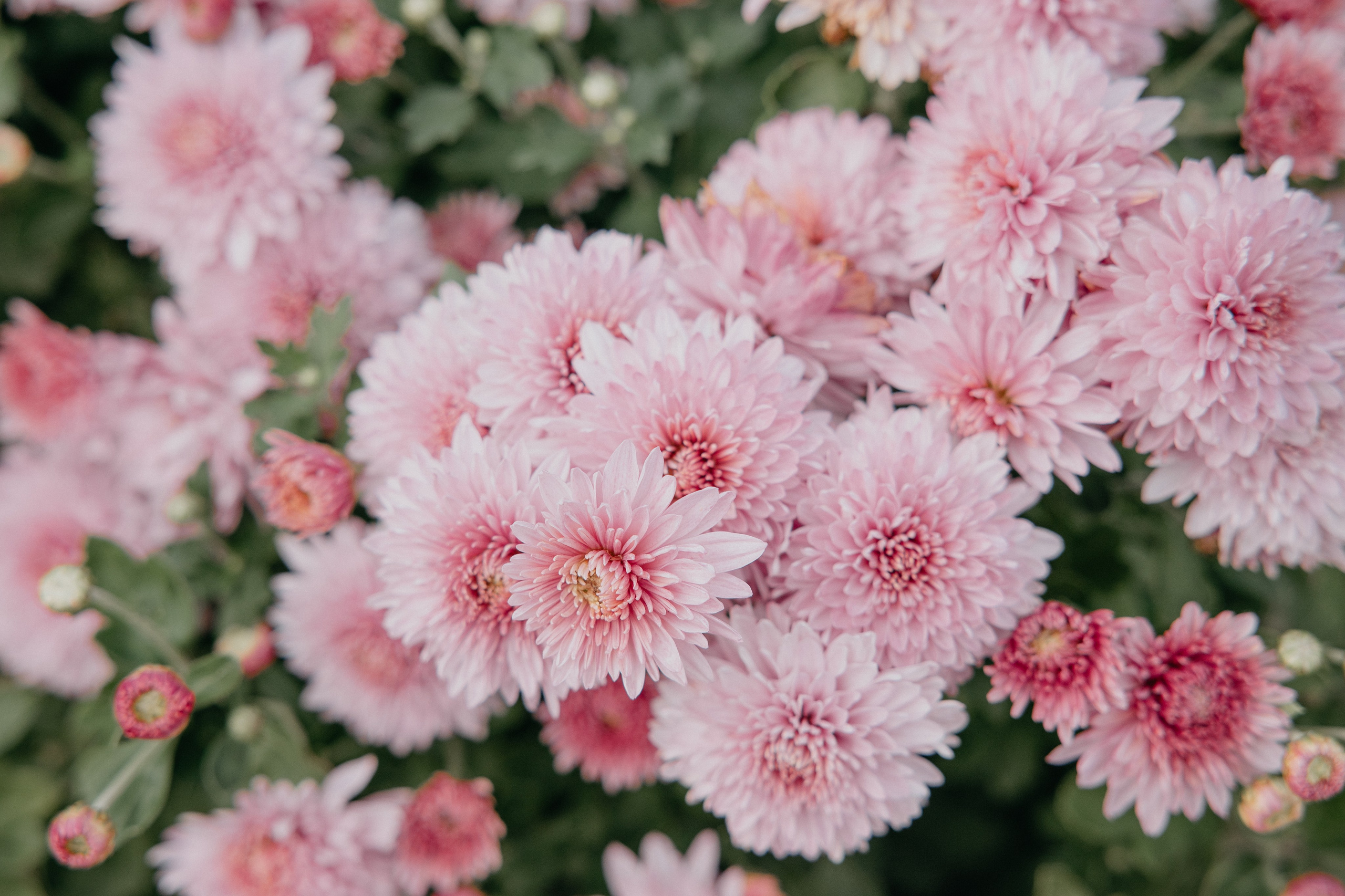 Свадебная фотосессия Иваново. Свадебный фотограф в Иваново Гитарина Черняева