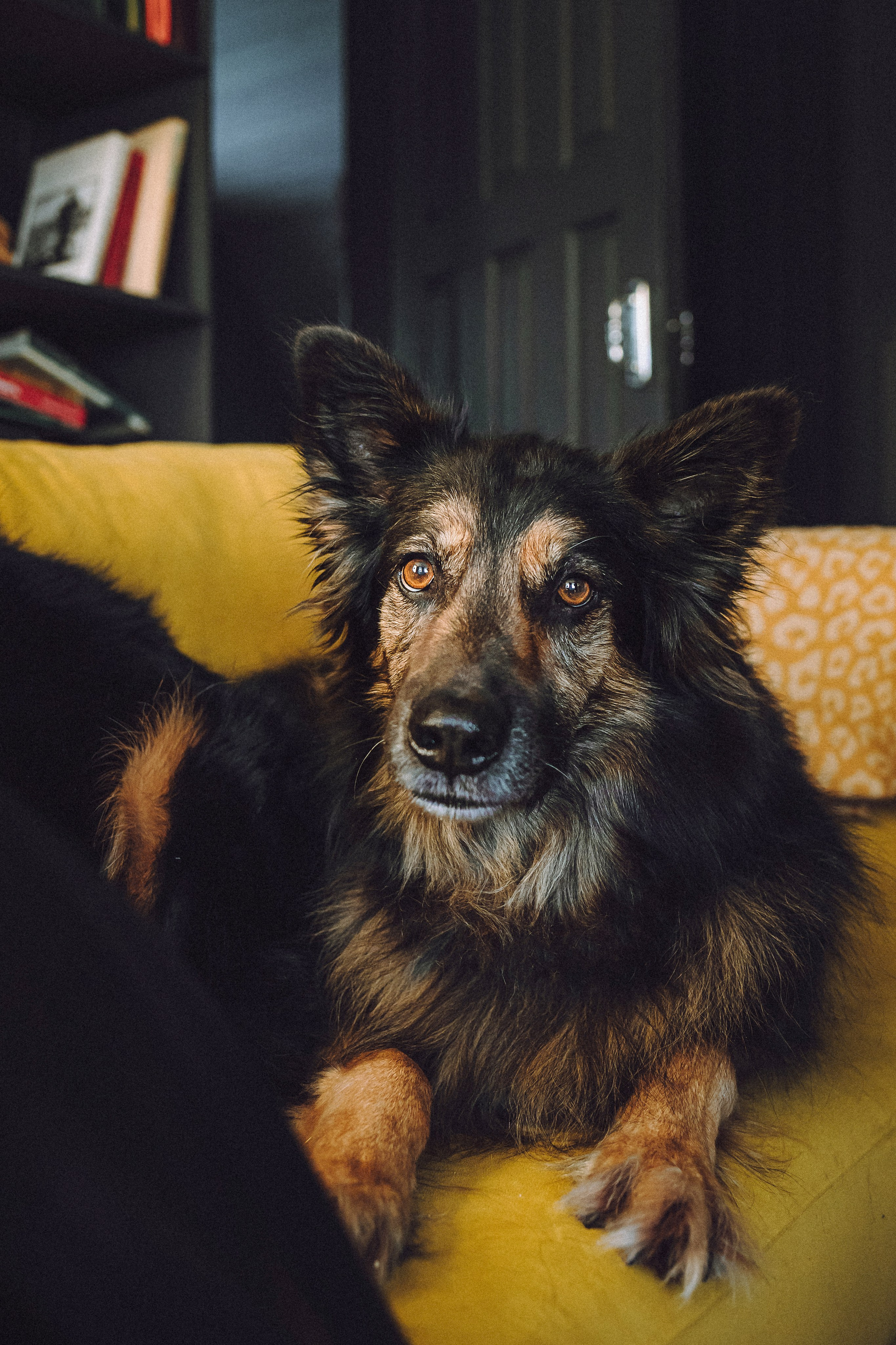 Плюш, Айса и их семья