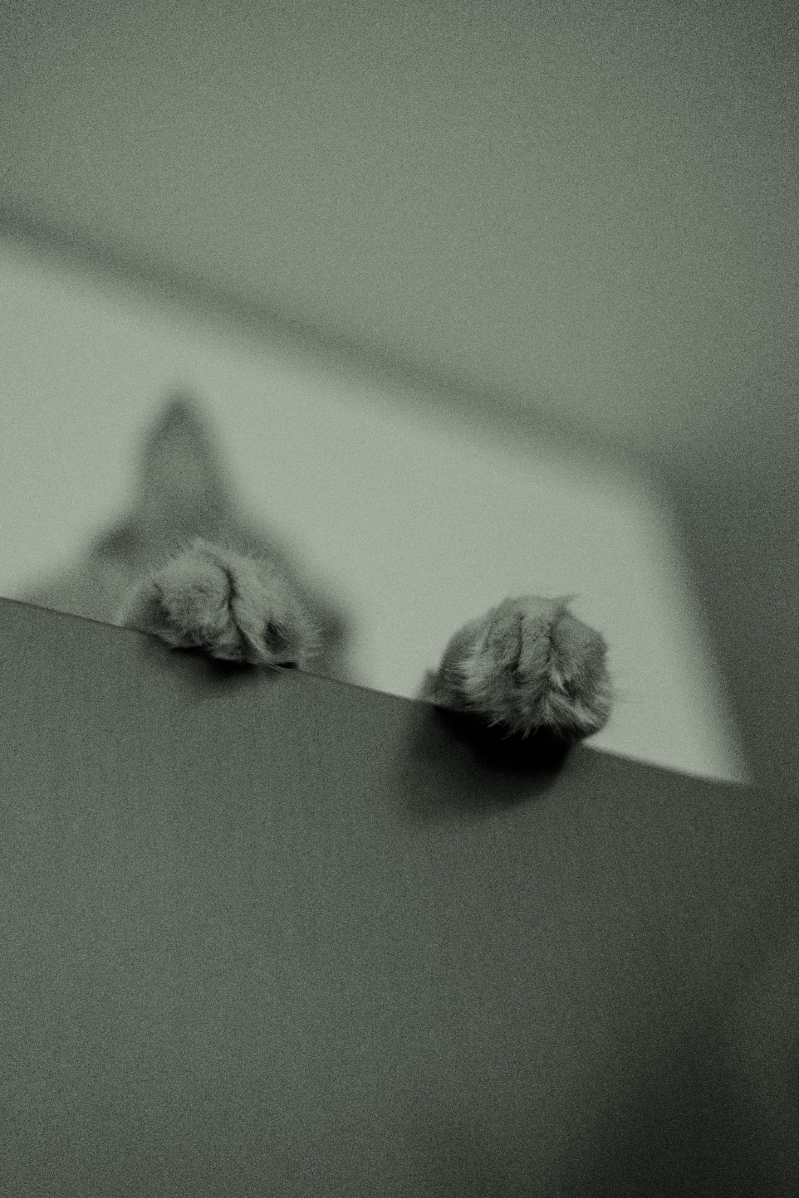 Рыжий Маффин, Алёна и Антон. Фотограф Анималист Екатерина Справцева в Нижнем Новгороде