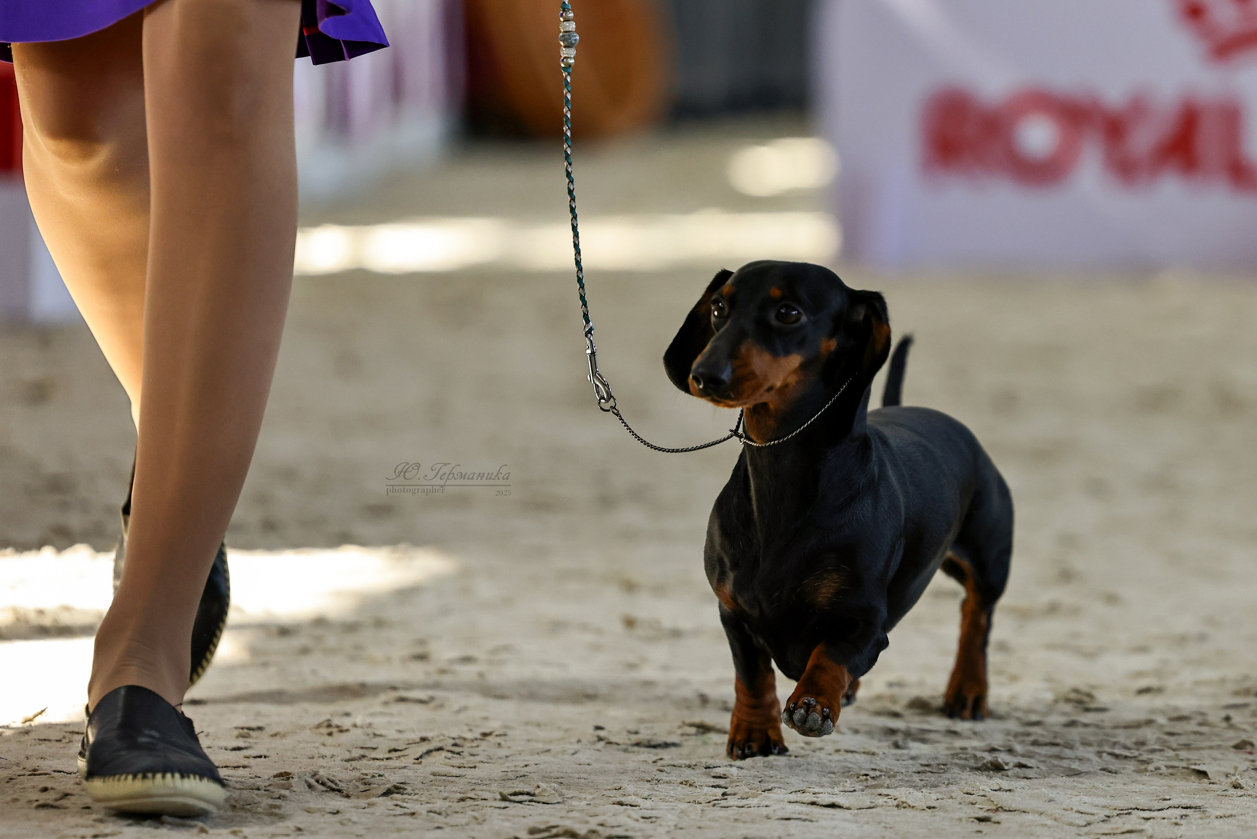 Астана 2хCACIB 26-28.09.2025. Фотограф-анималист Юлия Германика