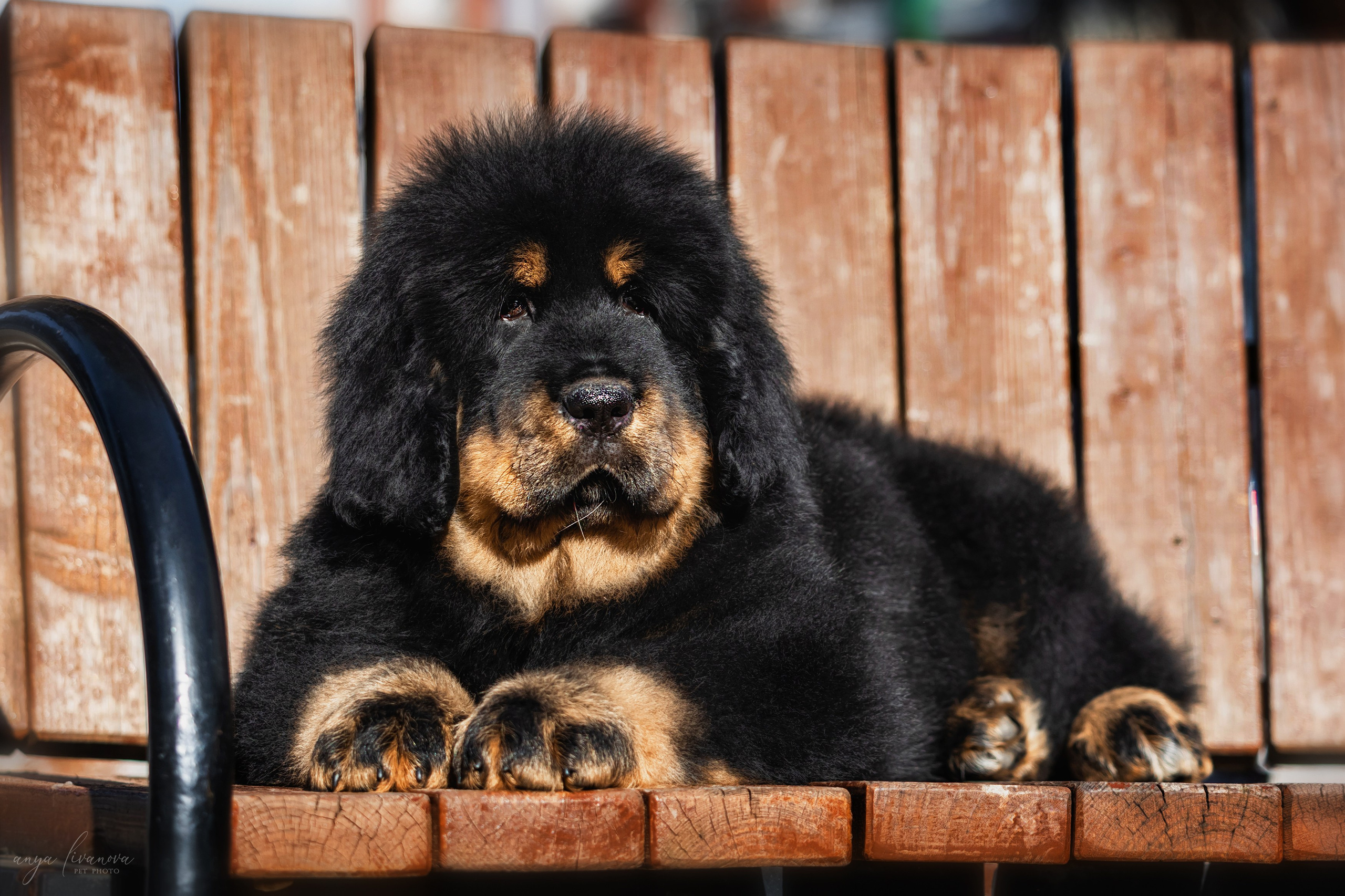 Тибеты. Фотограф анималист Аня Ливанова | Рыбинск