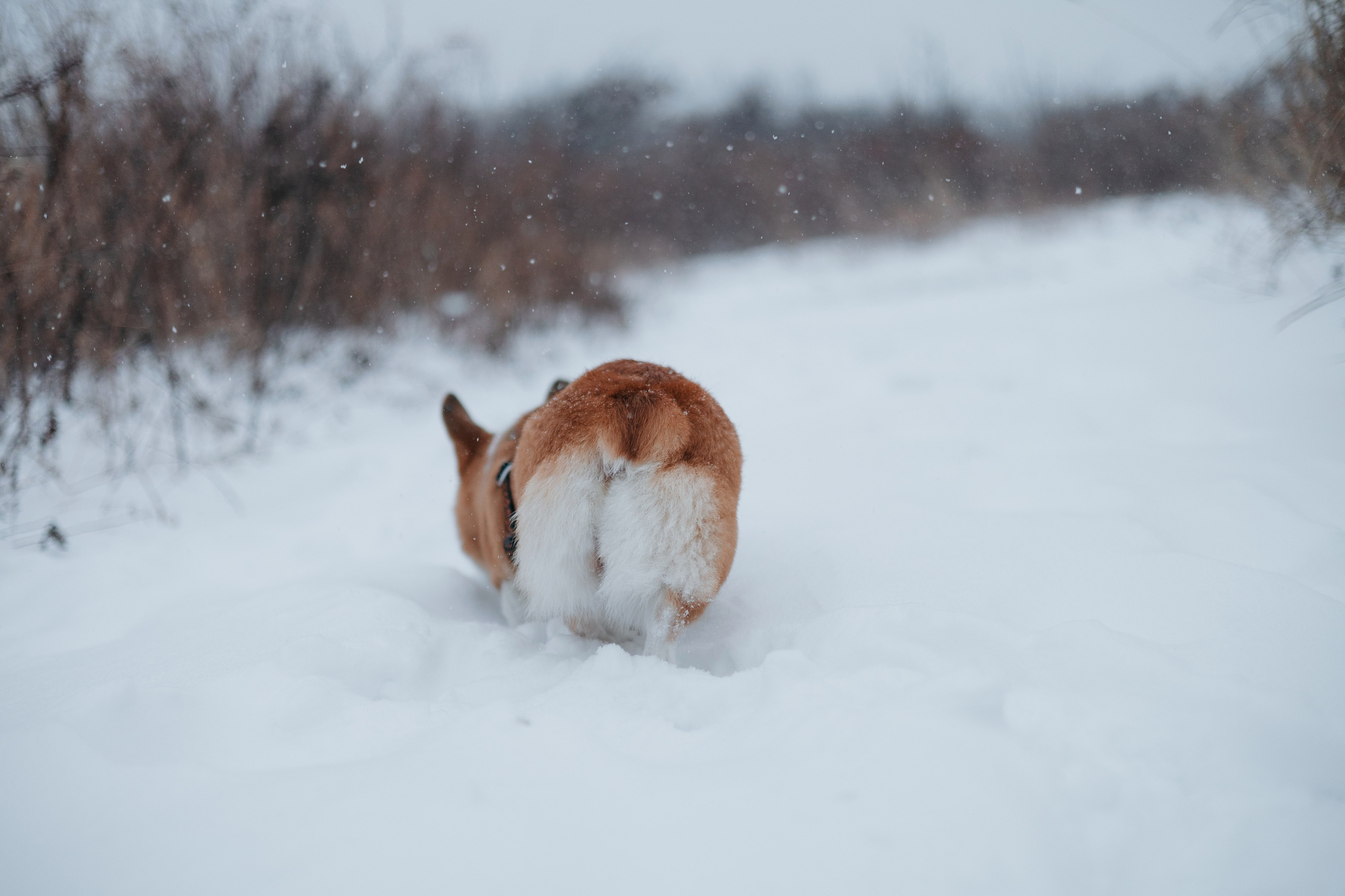 Лена, Лиза и Мия. Фотограф — анималист Владивосток, Алина