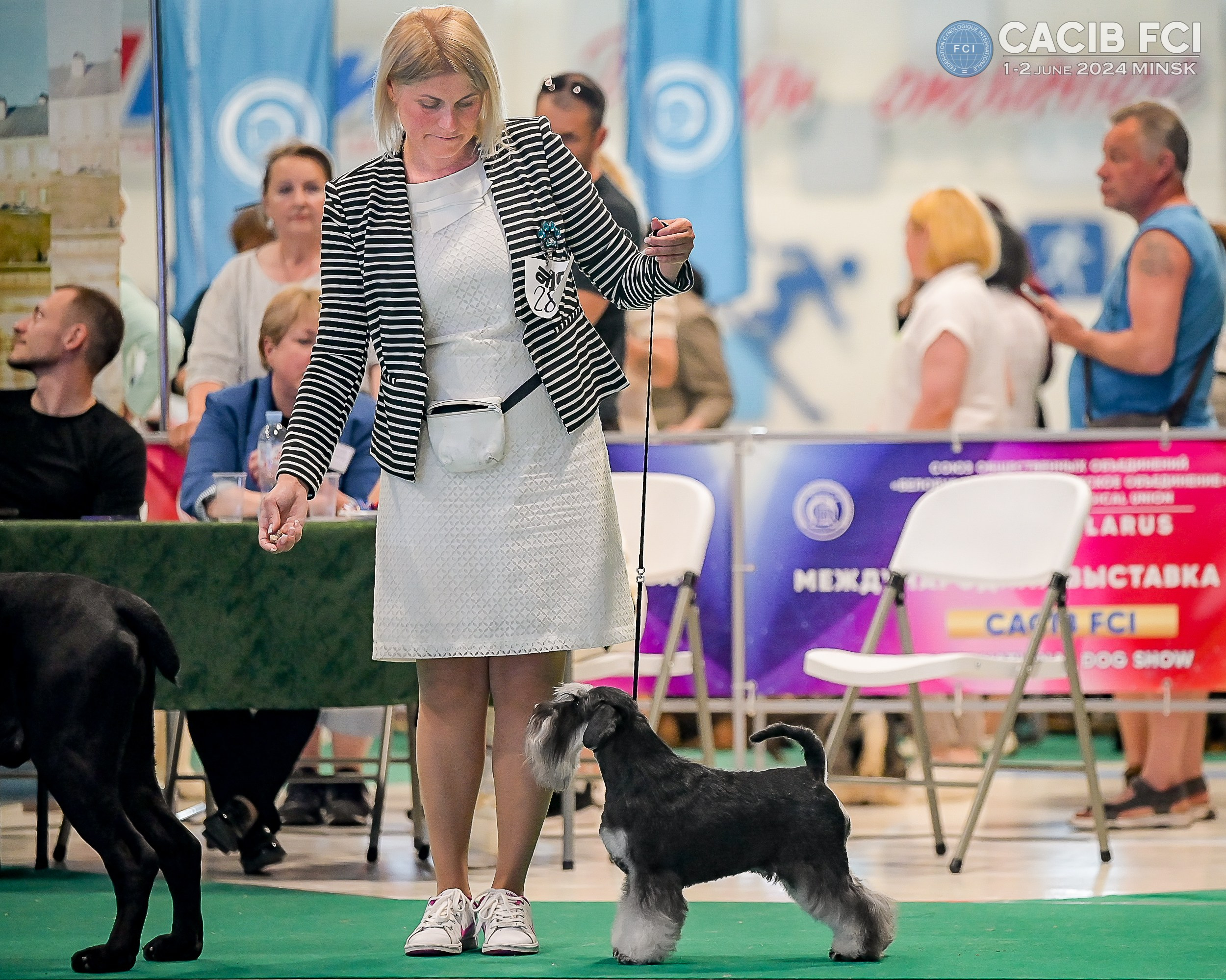 Питомник Делинсо Бэлэнс, щенки цвергшнауцера, купить щенка цвергшнауцера, питомник цвергшнауцеров, кобель цвергшнауцера для вязки, щенок цвергшнауцера, питомник цвергшнауцеров, черный с серебром, цверг, лучший питомник в беларуси