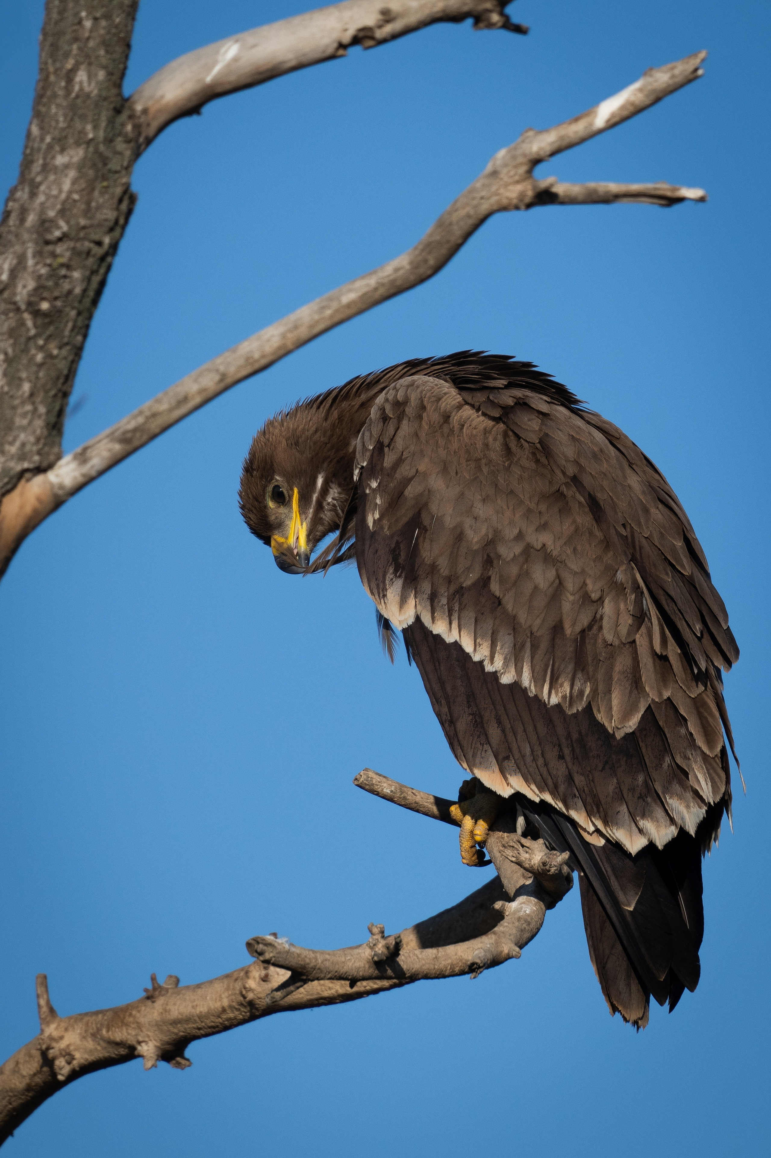 Степной орел (молодой)