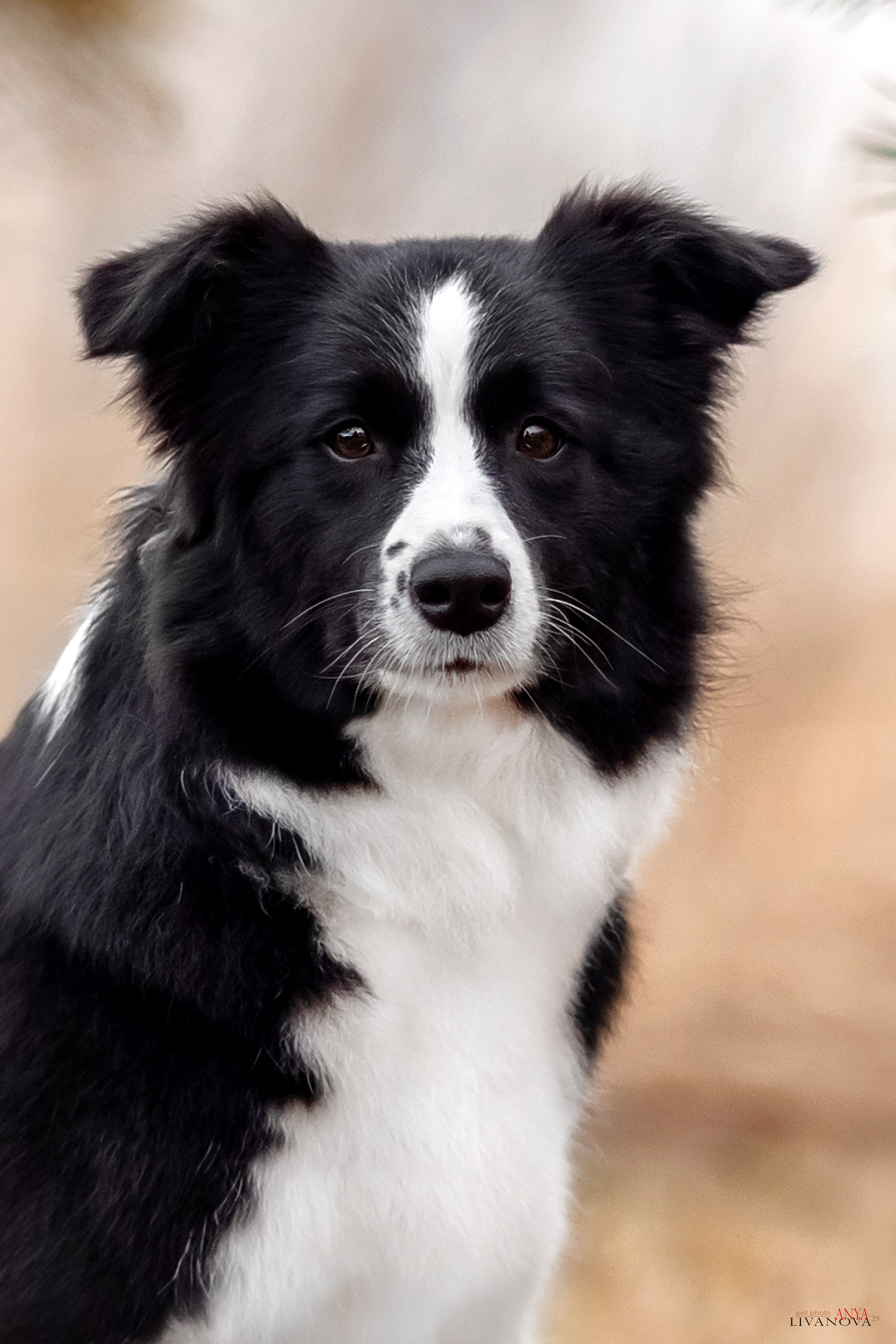 Майли. Фотограф анималист Аня Ливанова | Рыбинск