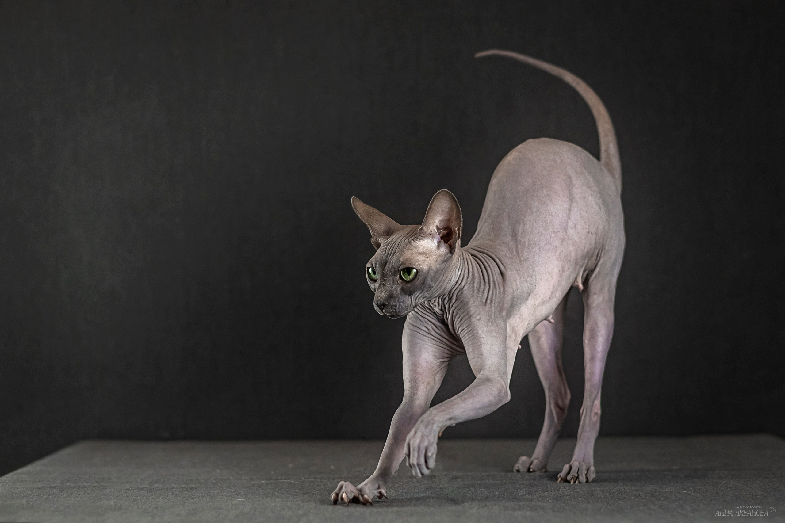 Голубая киса сфинкс. Фотограф анималист Аня Ливанова | Рыбинск