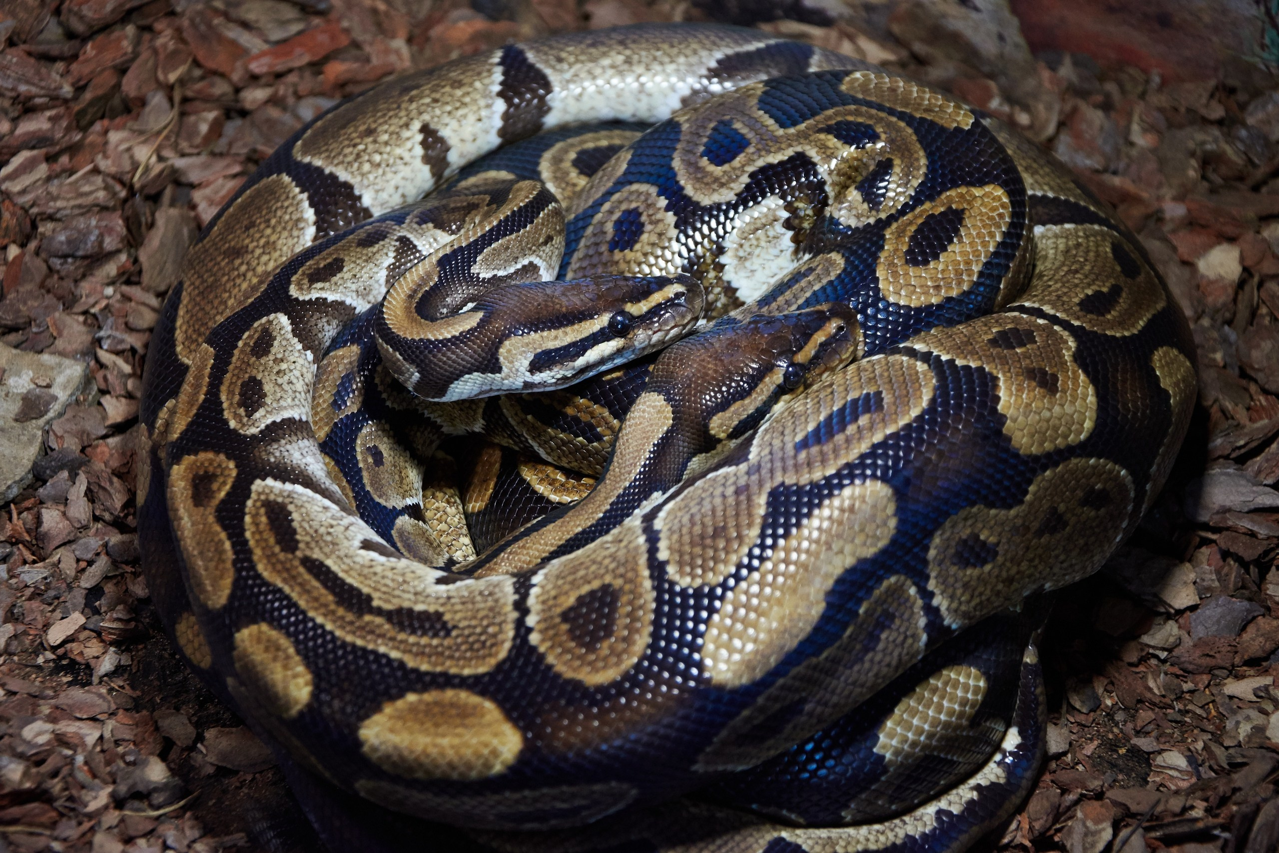 Костромской экзотариум. Ольга Чёкотова (Фотограф Кострома)