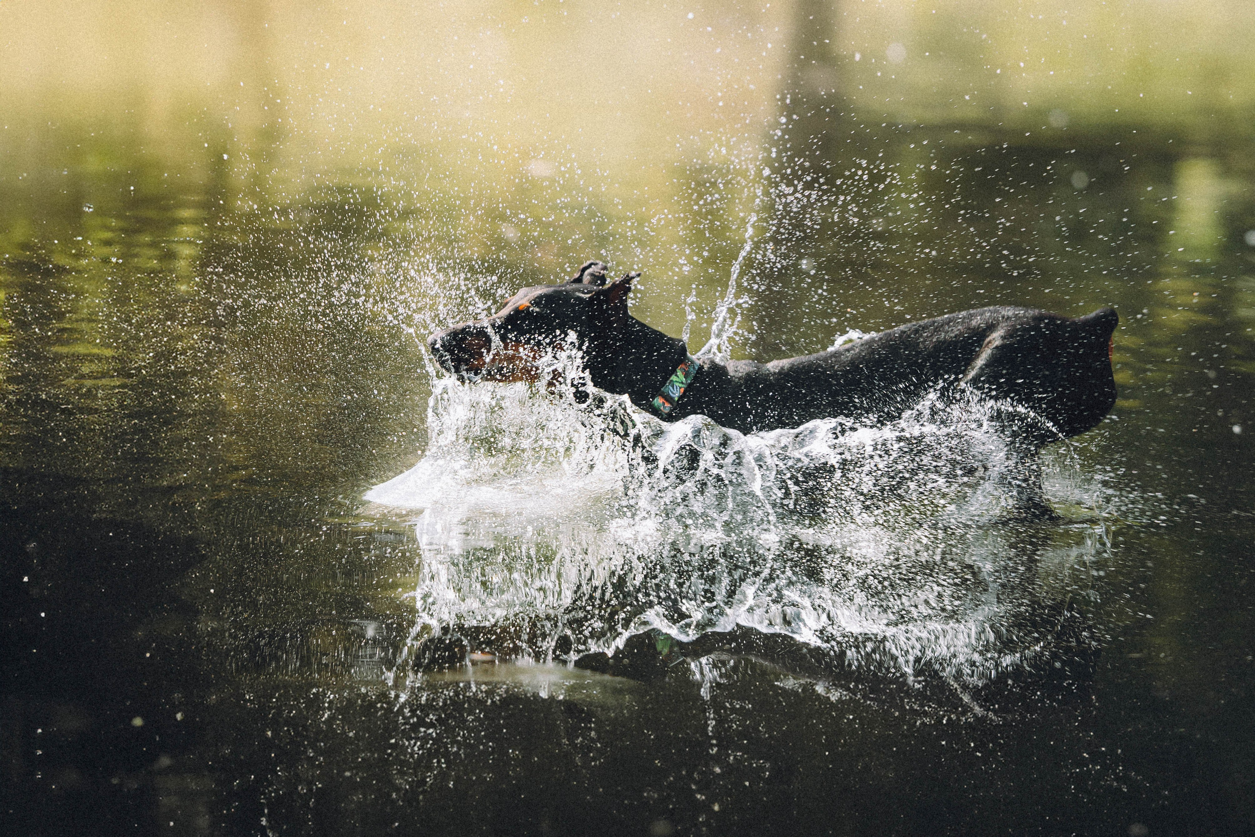 Паша и Хайди