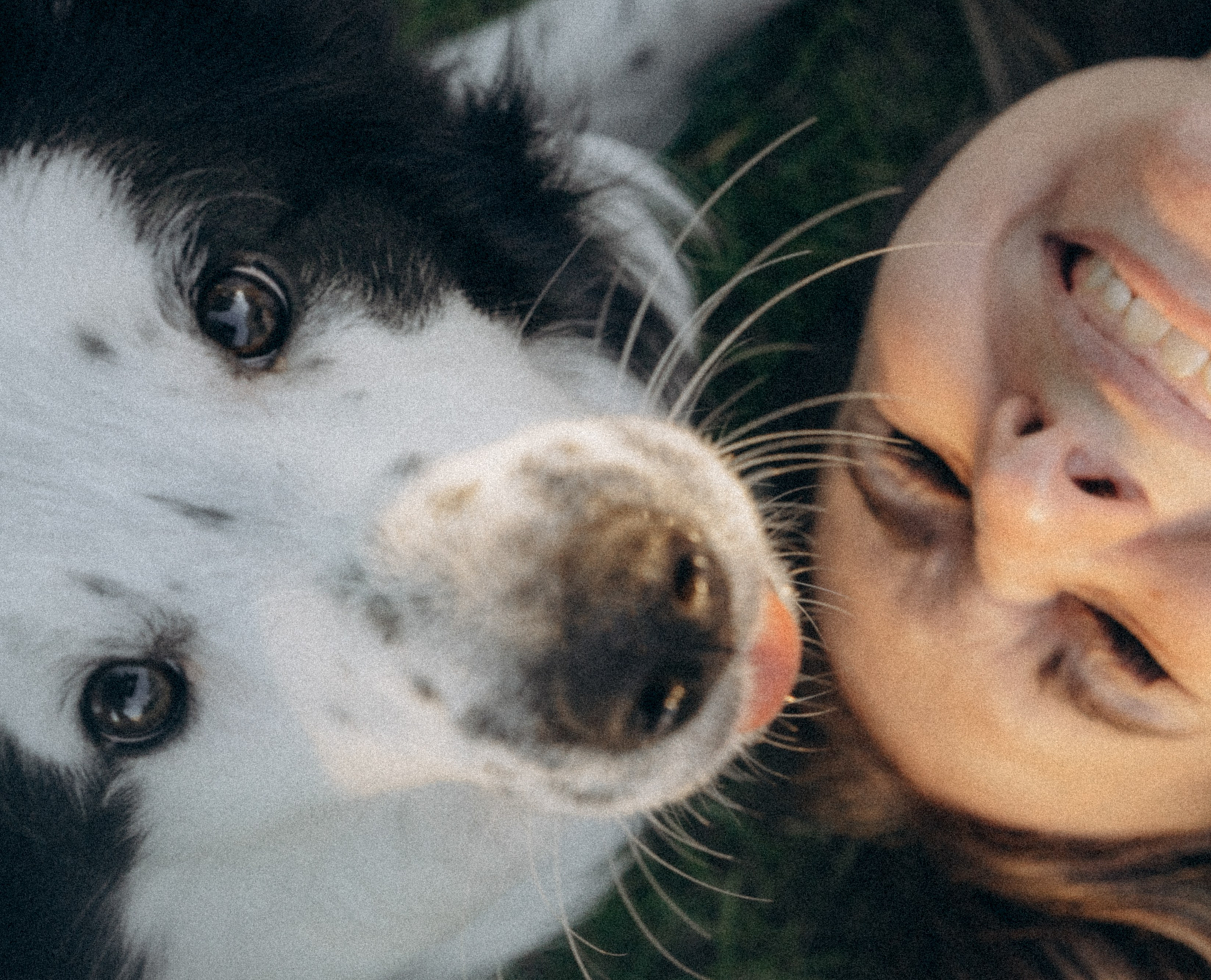 Таня, Дима и Чейси. Фотограф анималист в Москве и Санкт-Петербурге Свиридова Анна