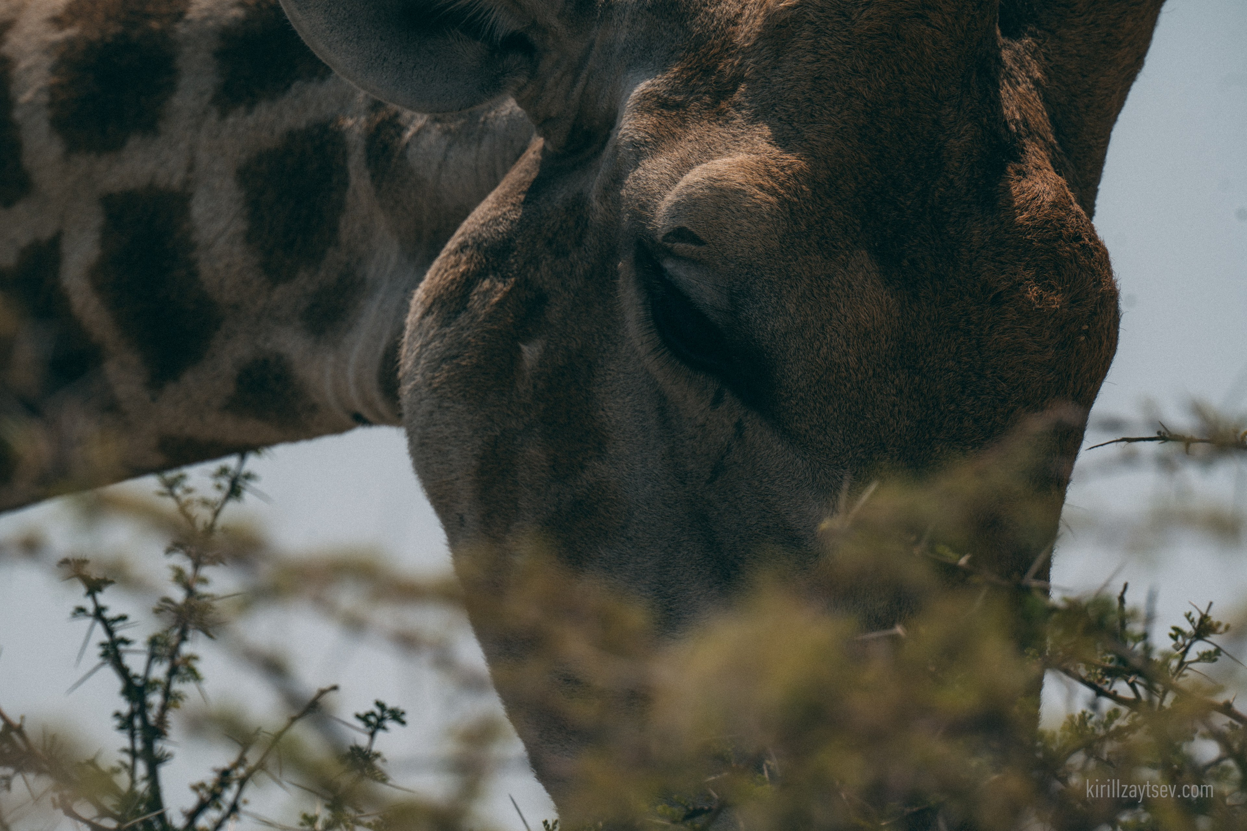 Жизнь. Профессиональный фотограф Кирилл Зайцев