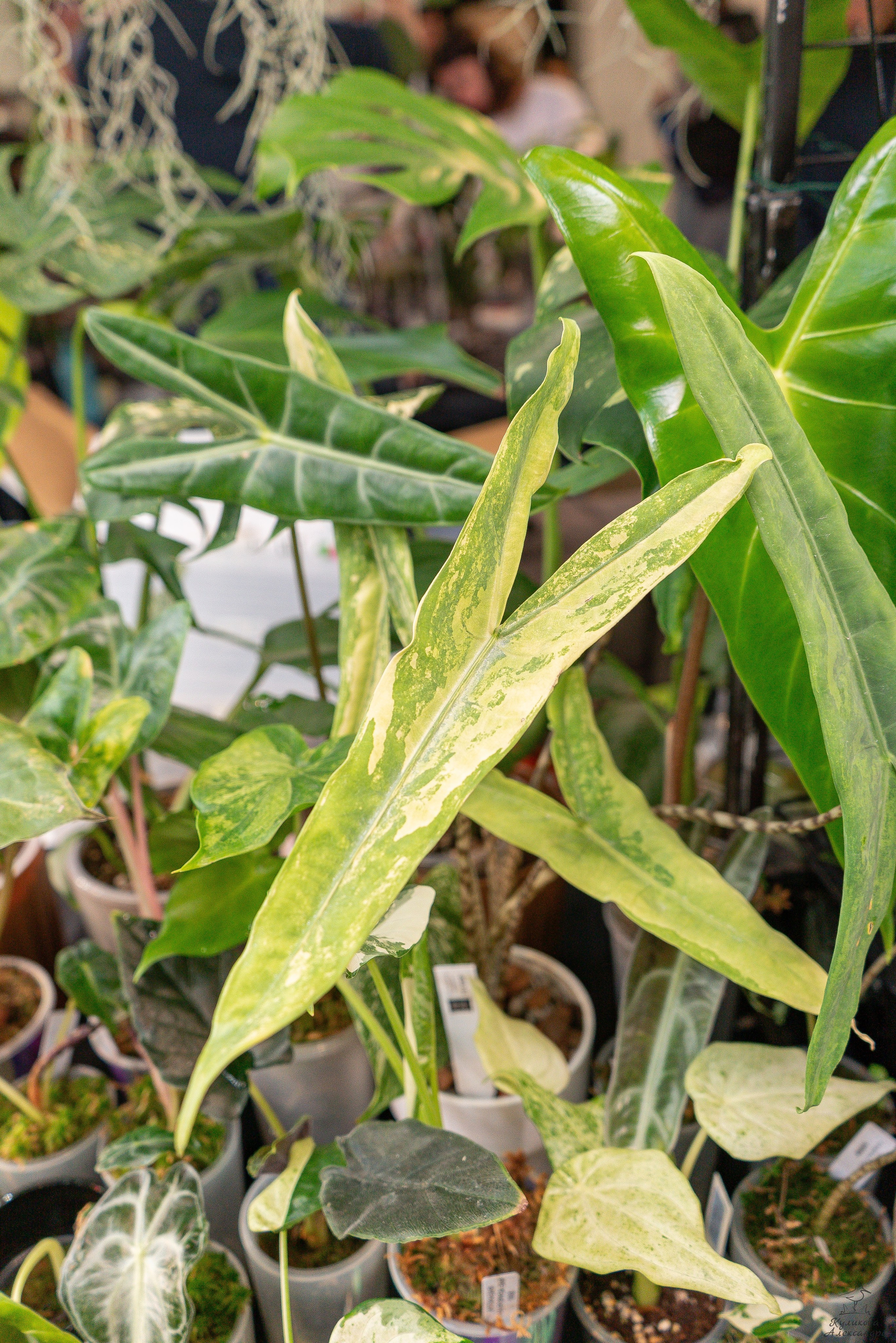 Гроубокс Артплей апрель. Александра Куликова фотограф, Москва