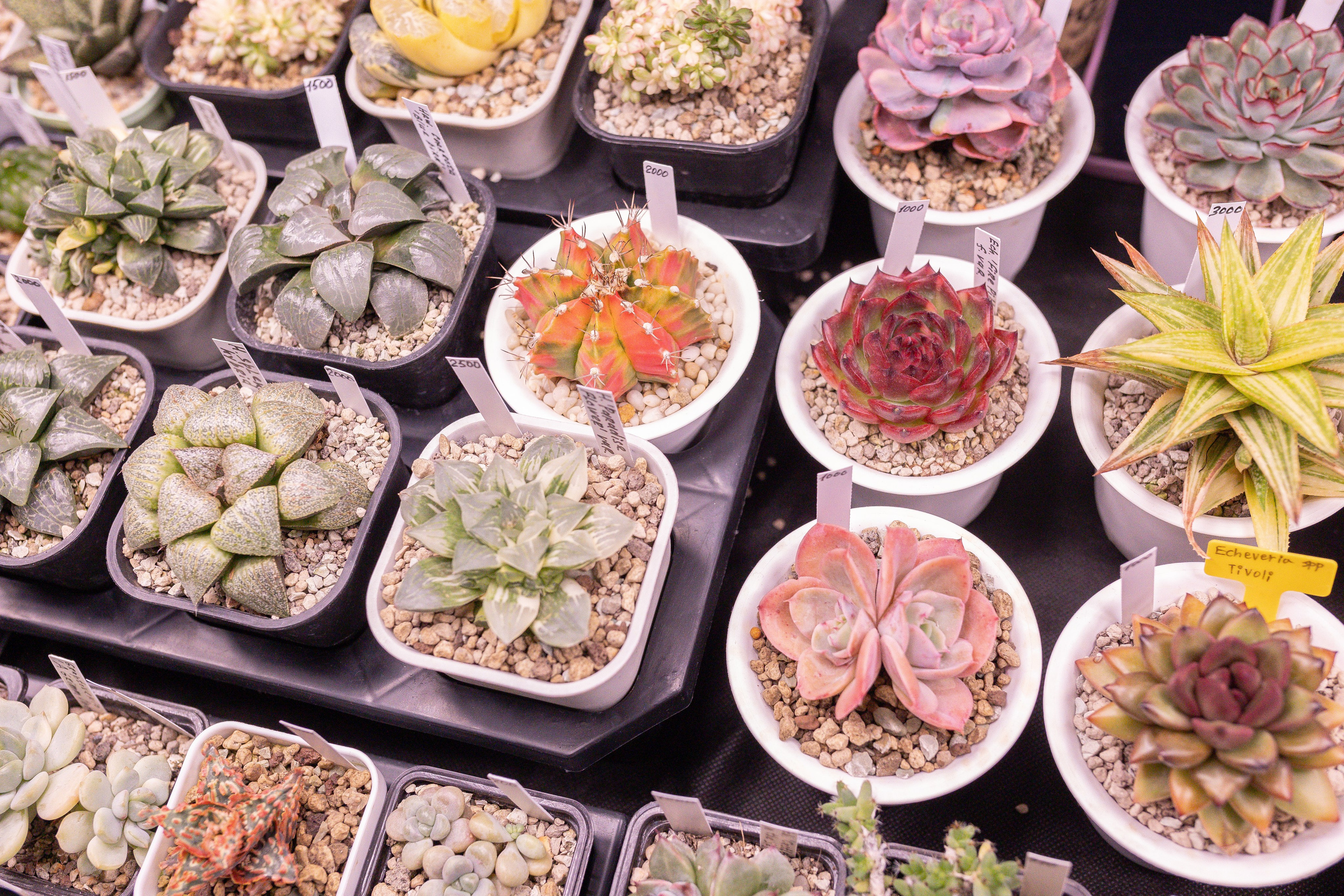 Орхидиум 12.2025. Александра Куликова фотограф, Москва